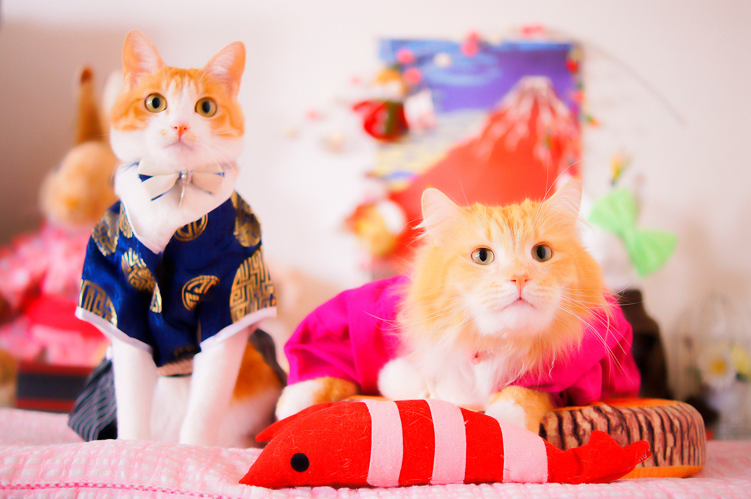 わんにゃんサイトの猫の写真