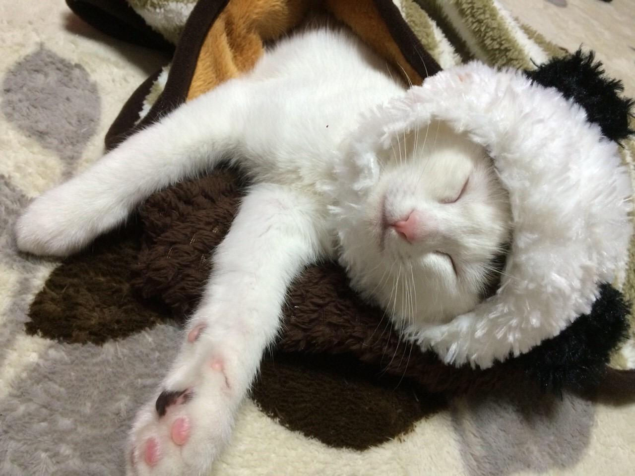 わんにゃんサイトの猫の写真