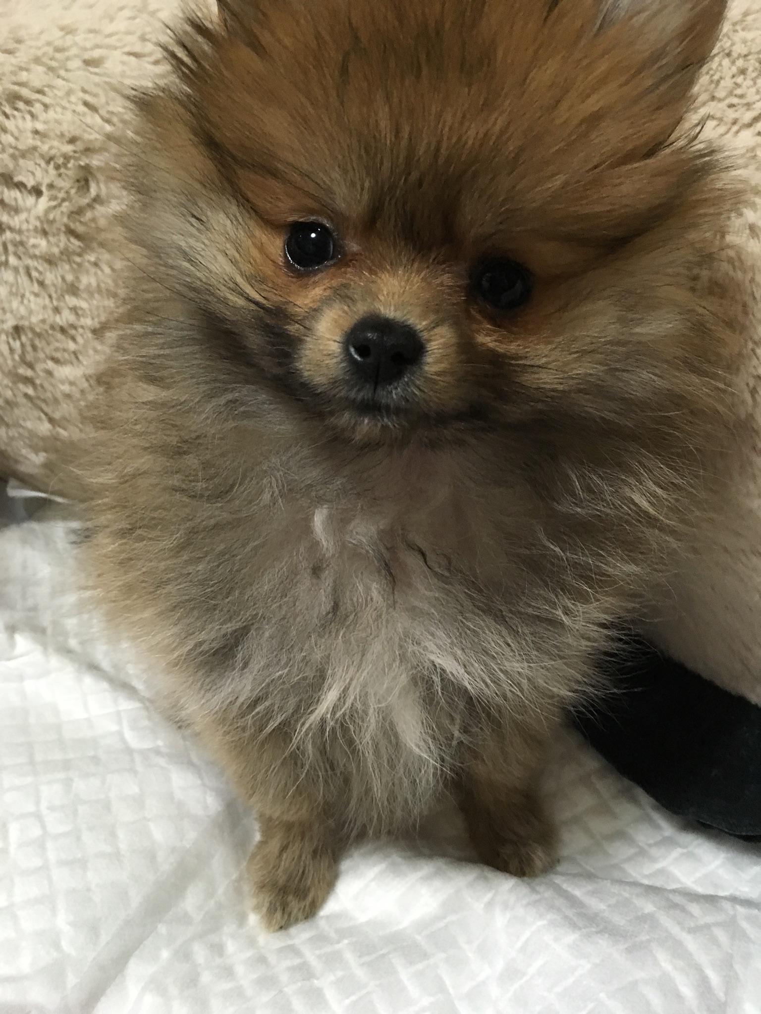 わんにゃんサイトの犬の写真