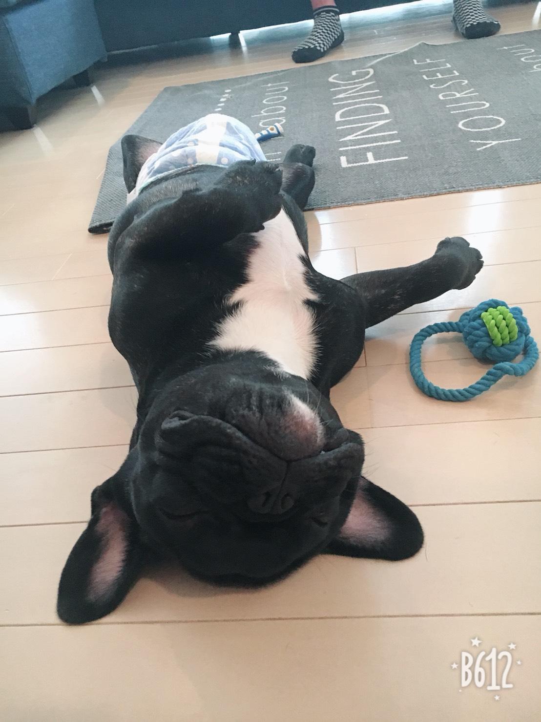 わんにゃんサイトの犬の写真