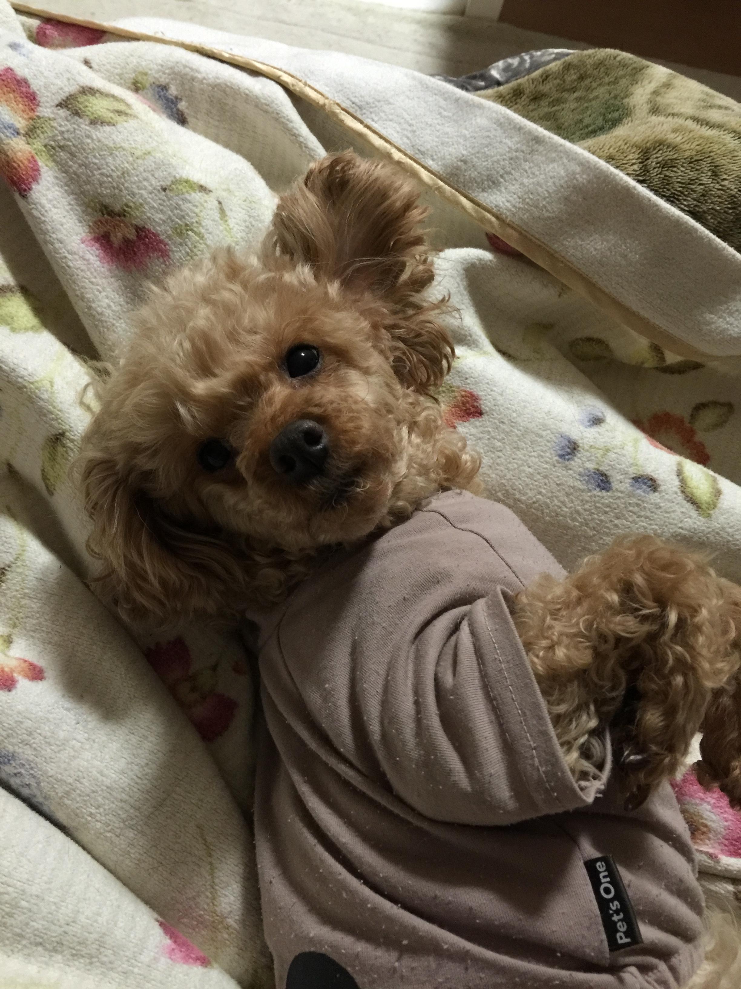 わんにゃんサイトの犬の写真