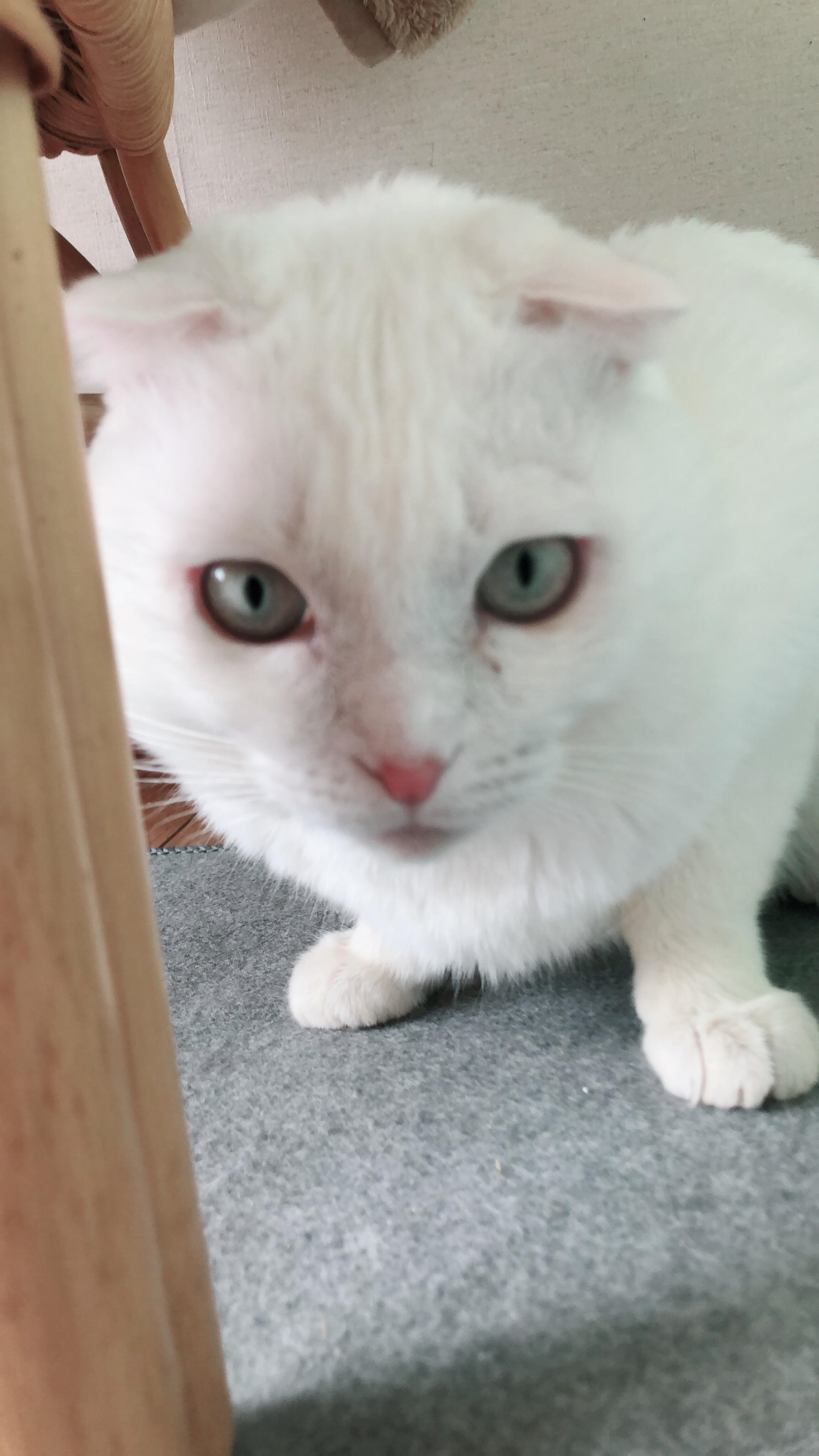 わんにゃんサイトの猫の写真