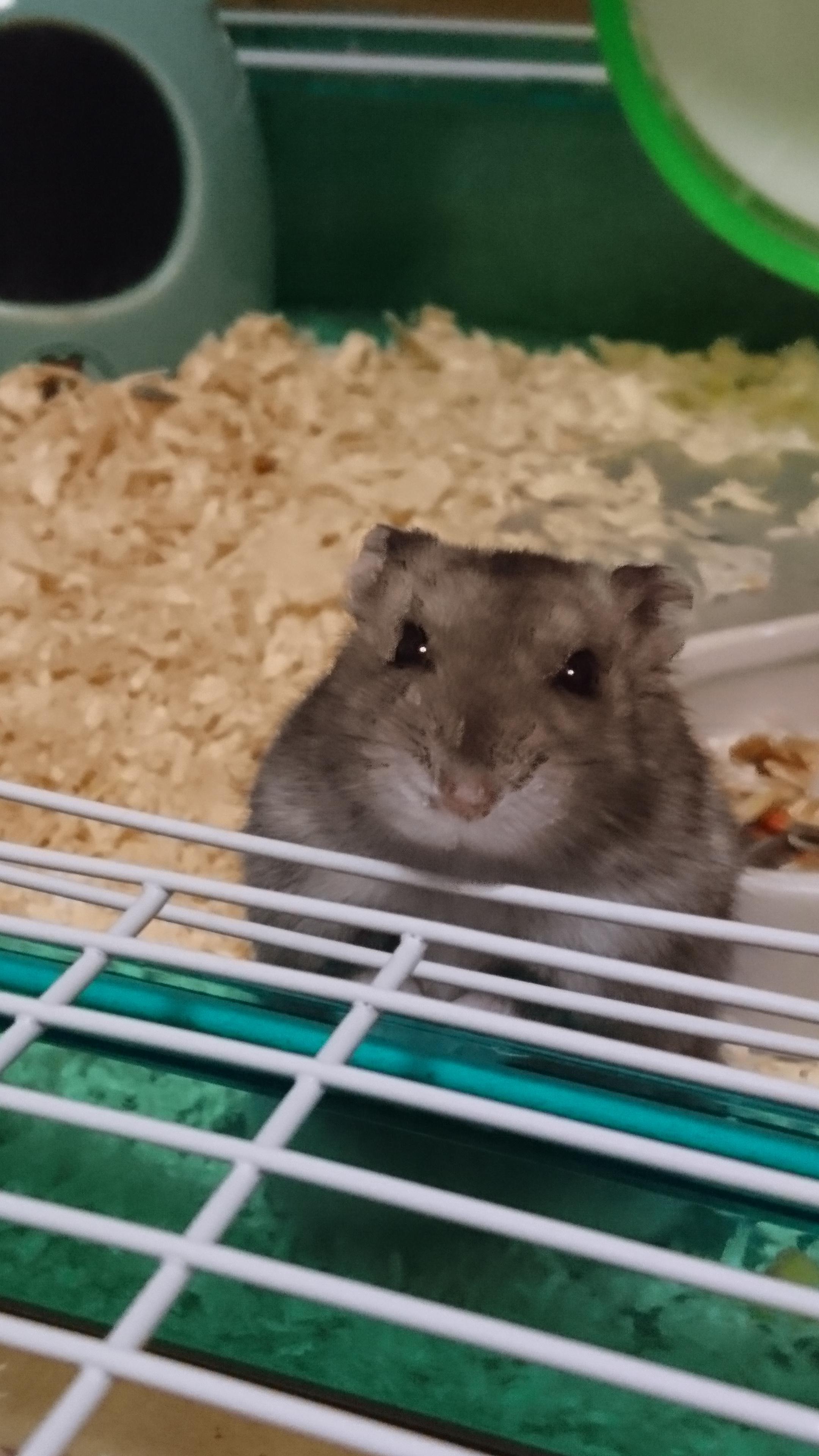 わんにゃんサイトのその他の写真