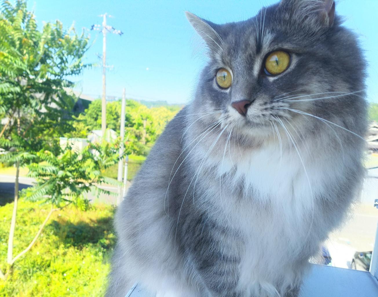 わんにゃんサイトの猫の写真