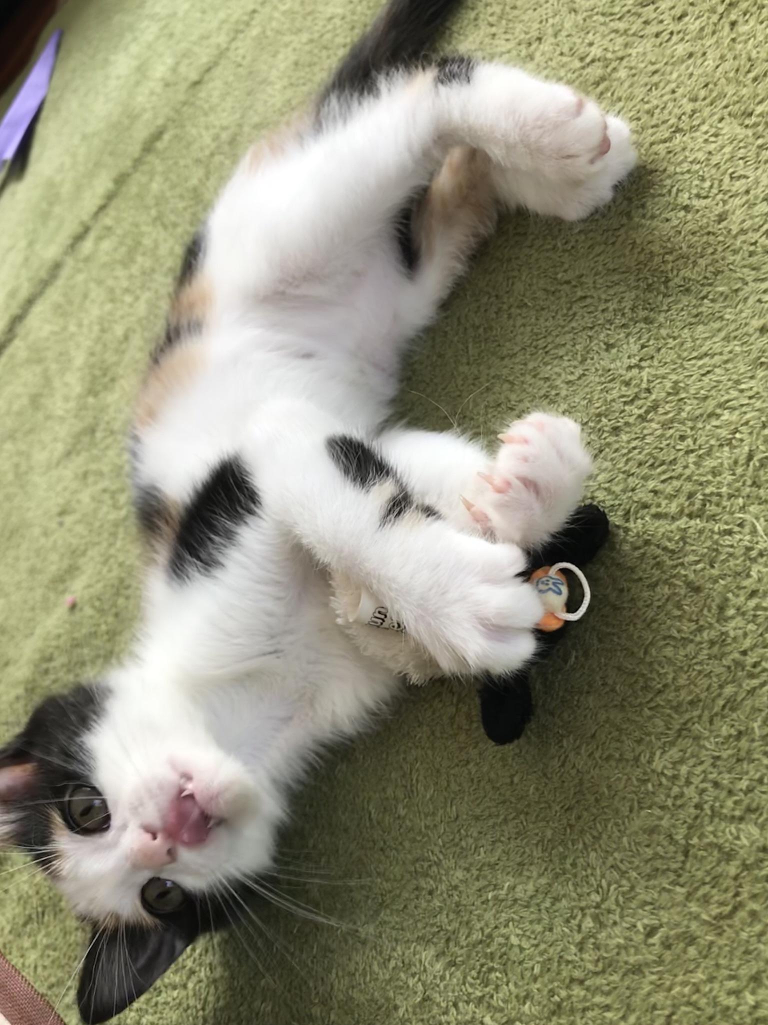 わんにゃんサイトの猫の写真