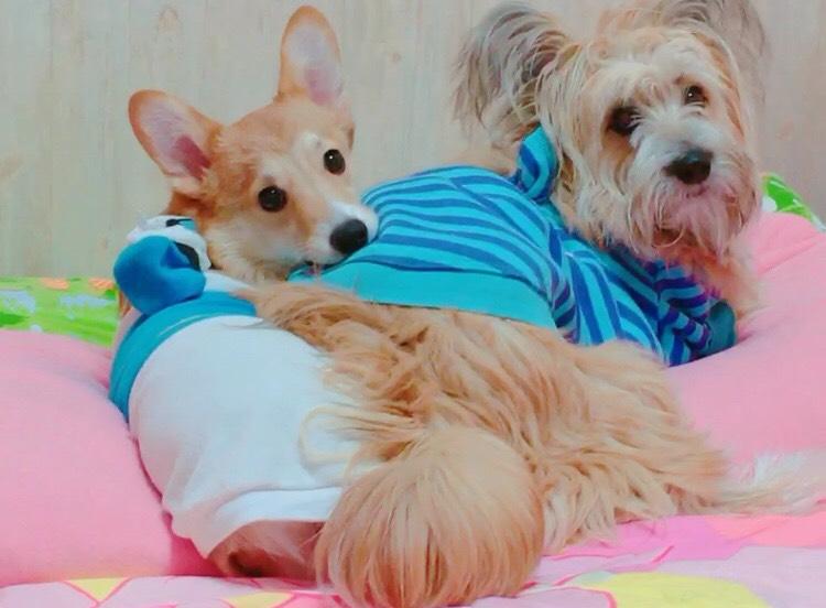 わんにゃんサイトの犬の写真