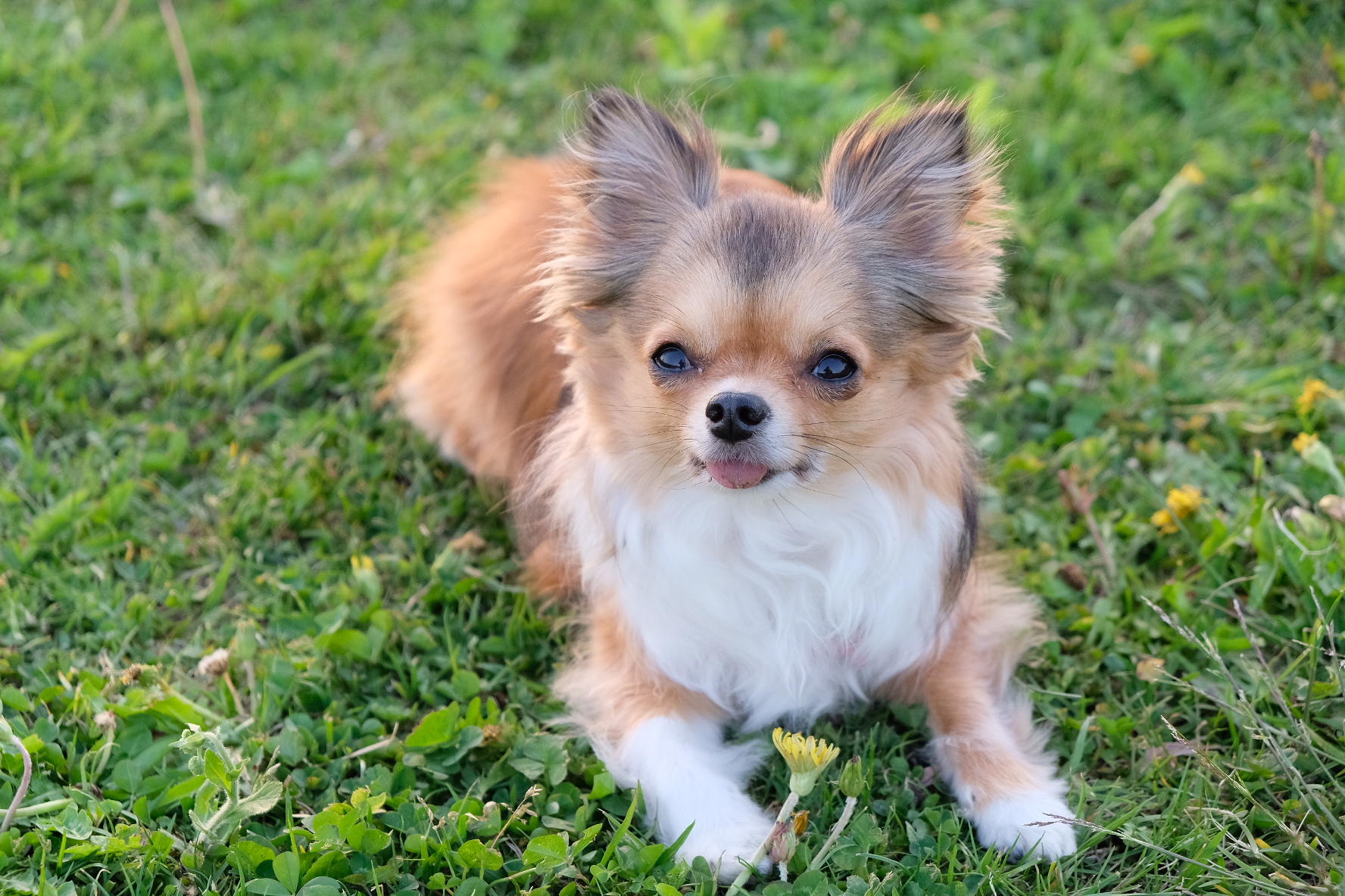 わんにゃんサイトの犬の写真