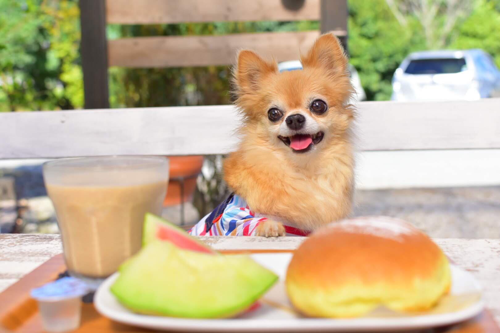 わんにゃんサイトの犬の写真