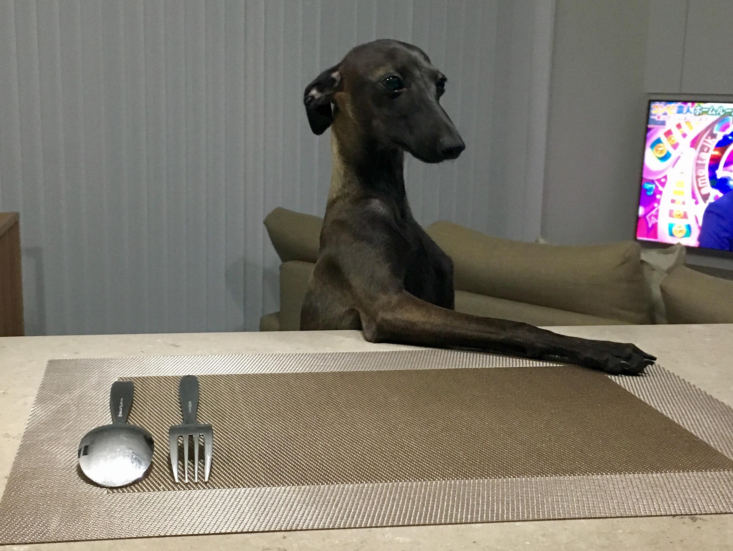 わんにゃんサイトの犬の写真