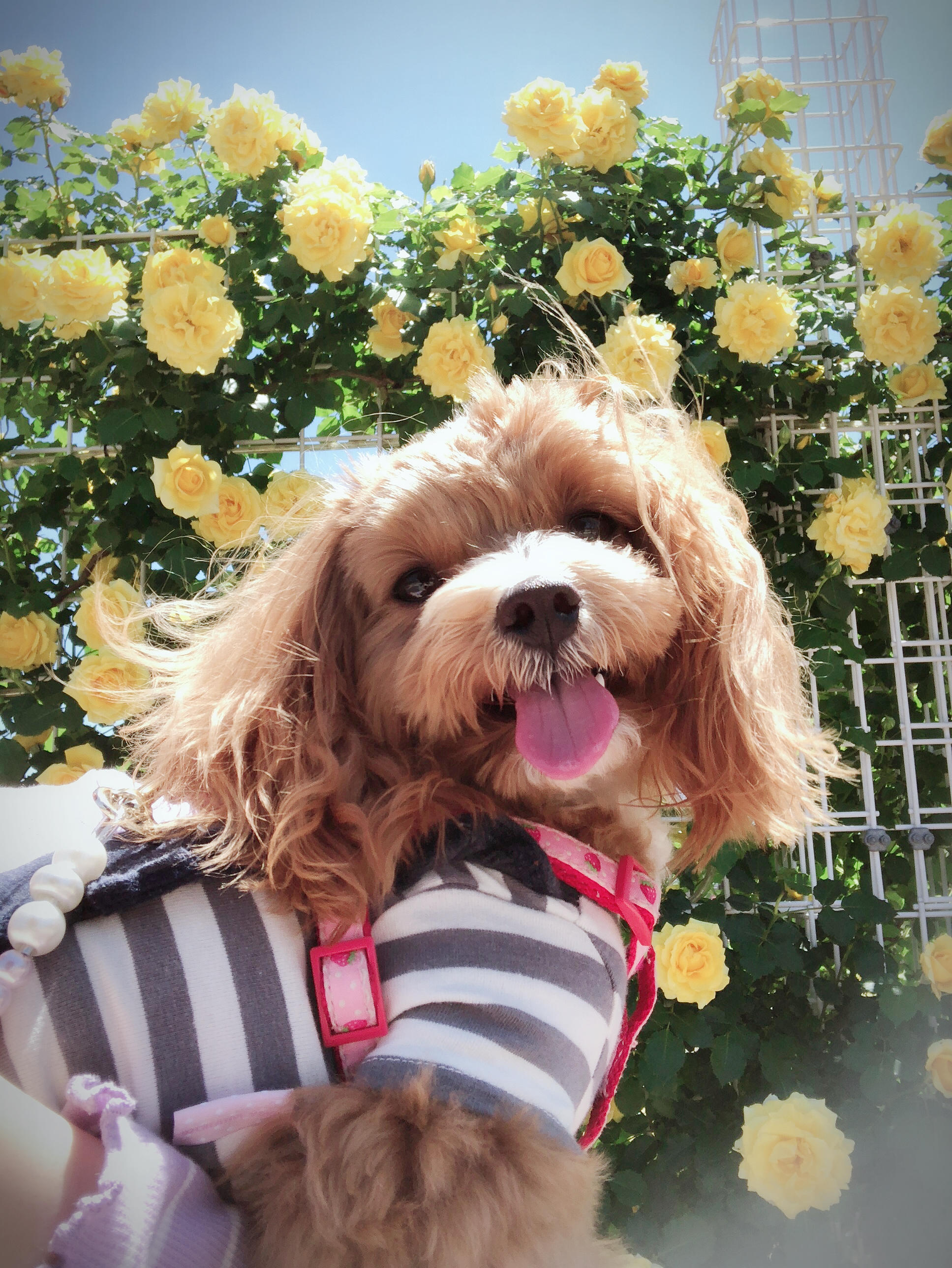 わんにゃんサイトの犬の写真