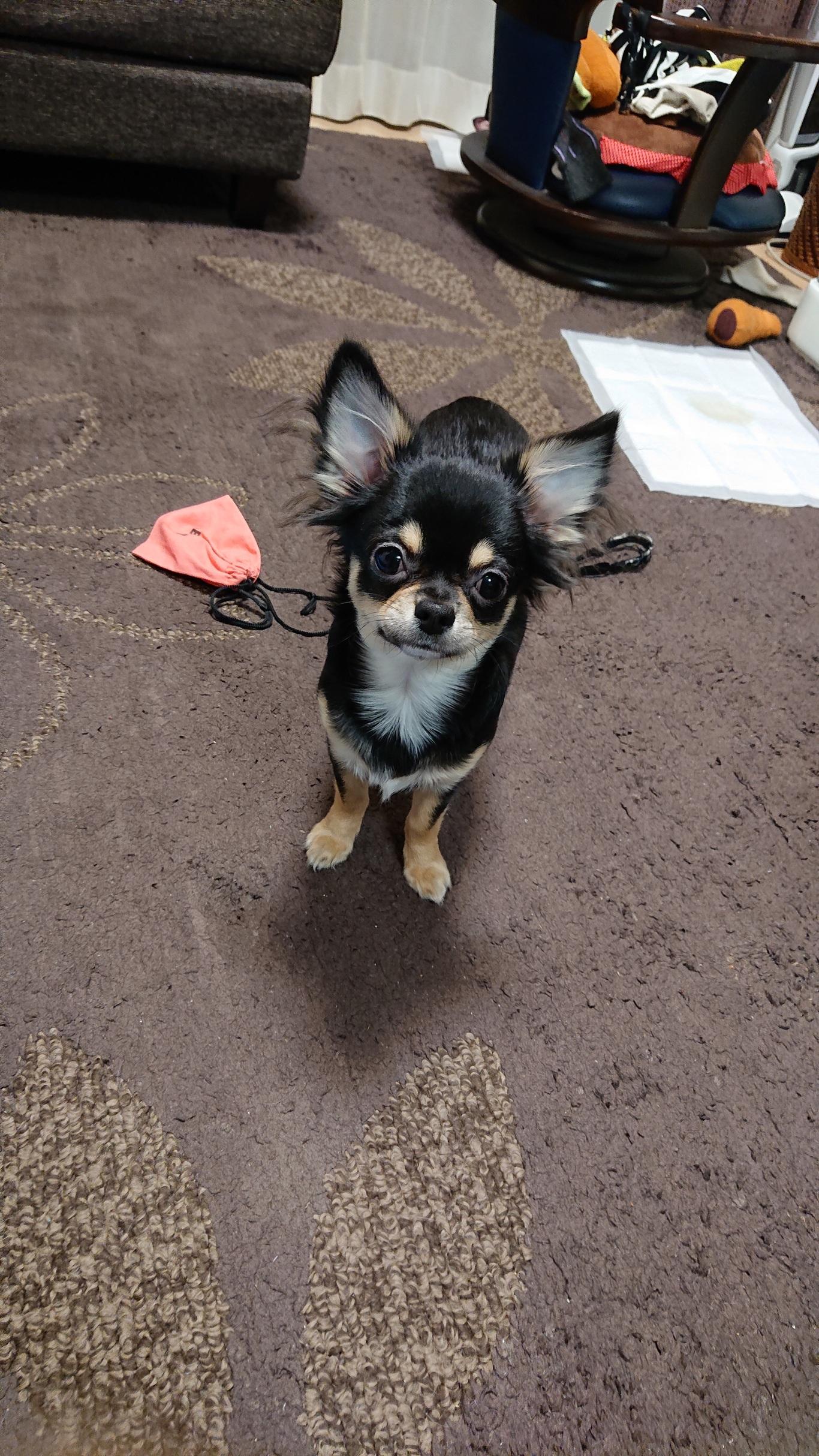 わんにゃんサイトの犬の写真