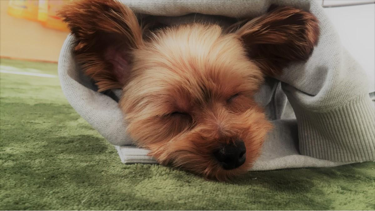 わんにゃんサイトの犬の写真