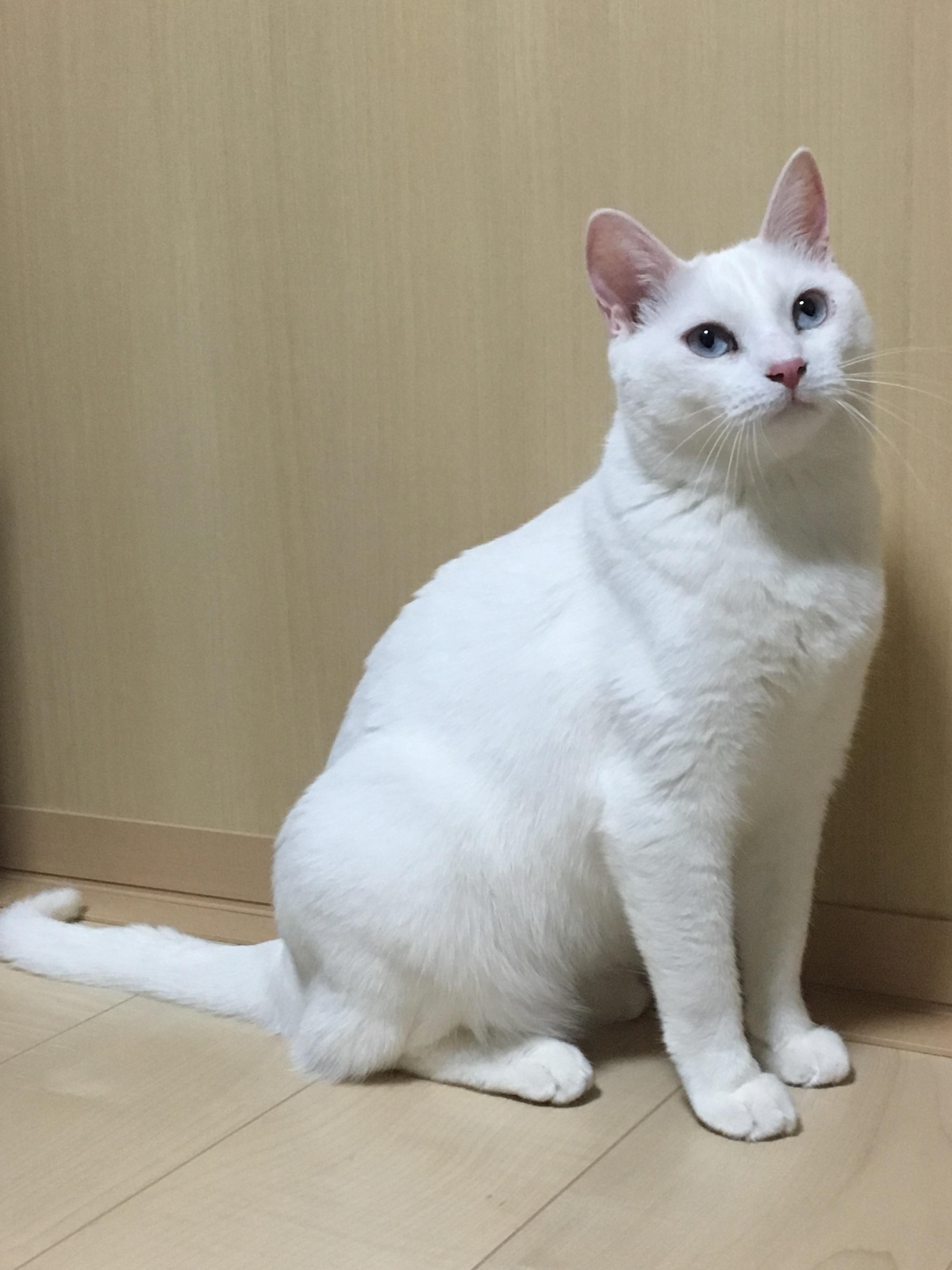 わんにゃんサイトの猫の写真