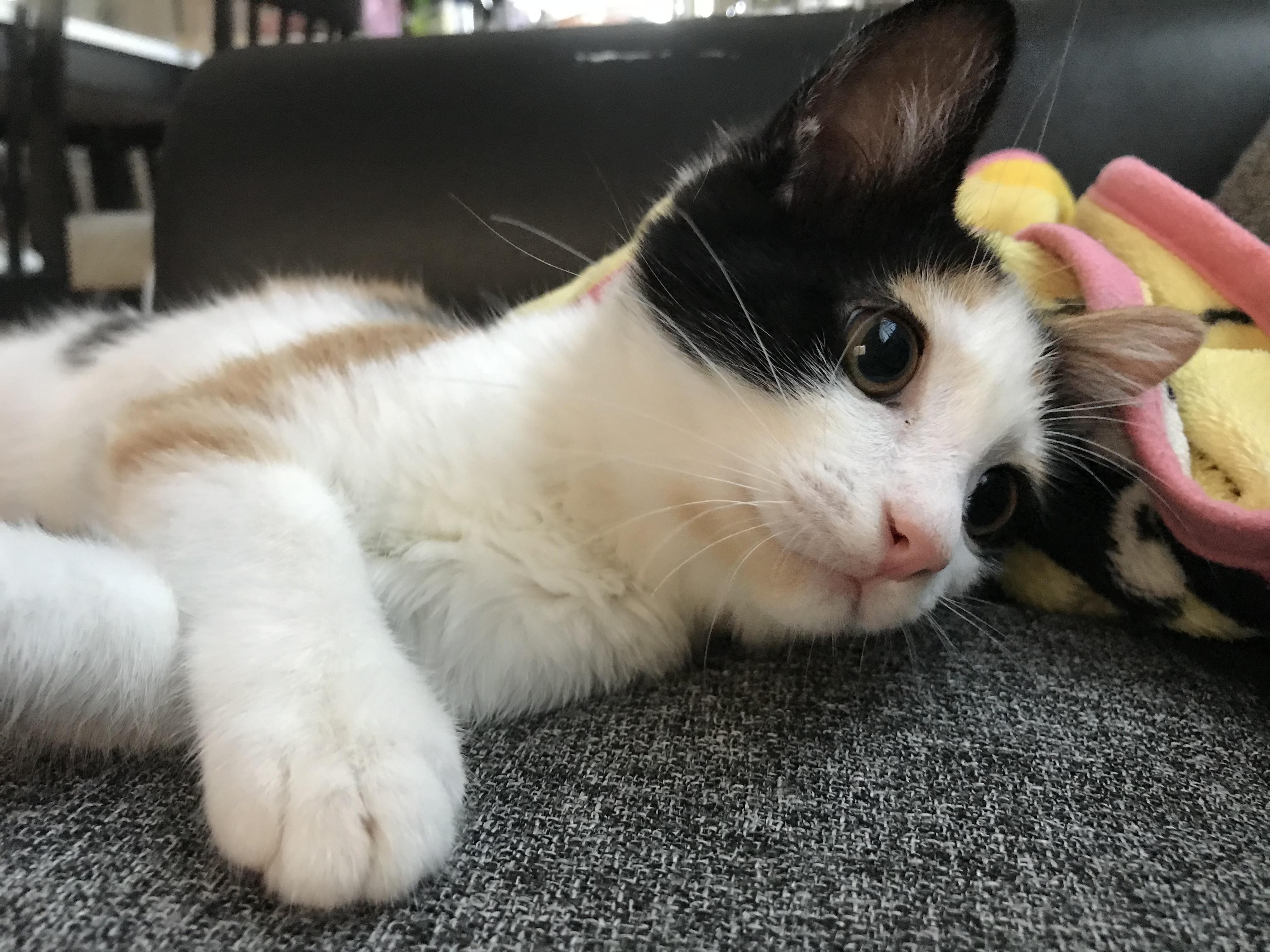 わんにゃんサイトの猫の写真