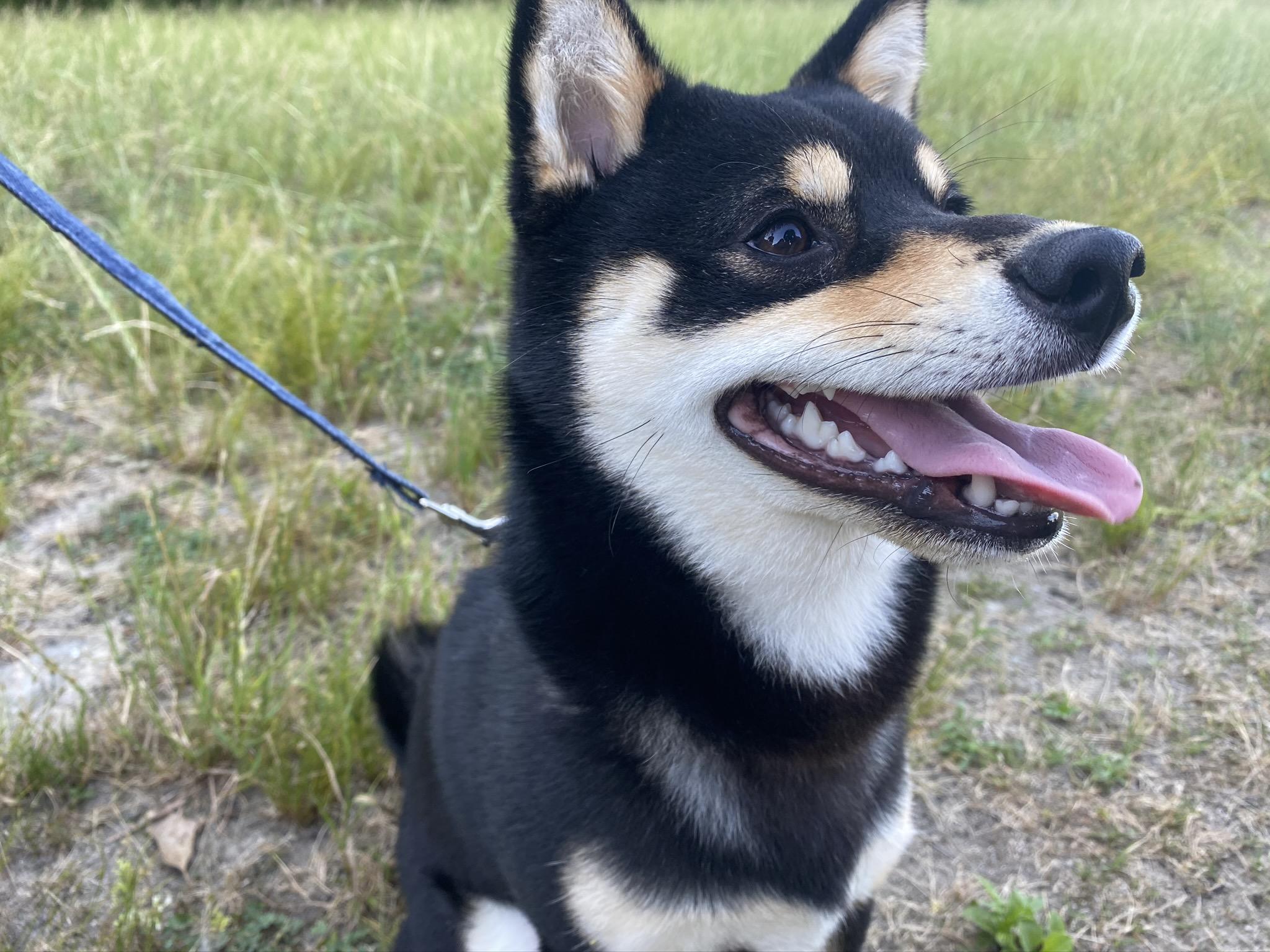 わんにゃんサイトの犬の写真