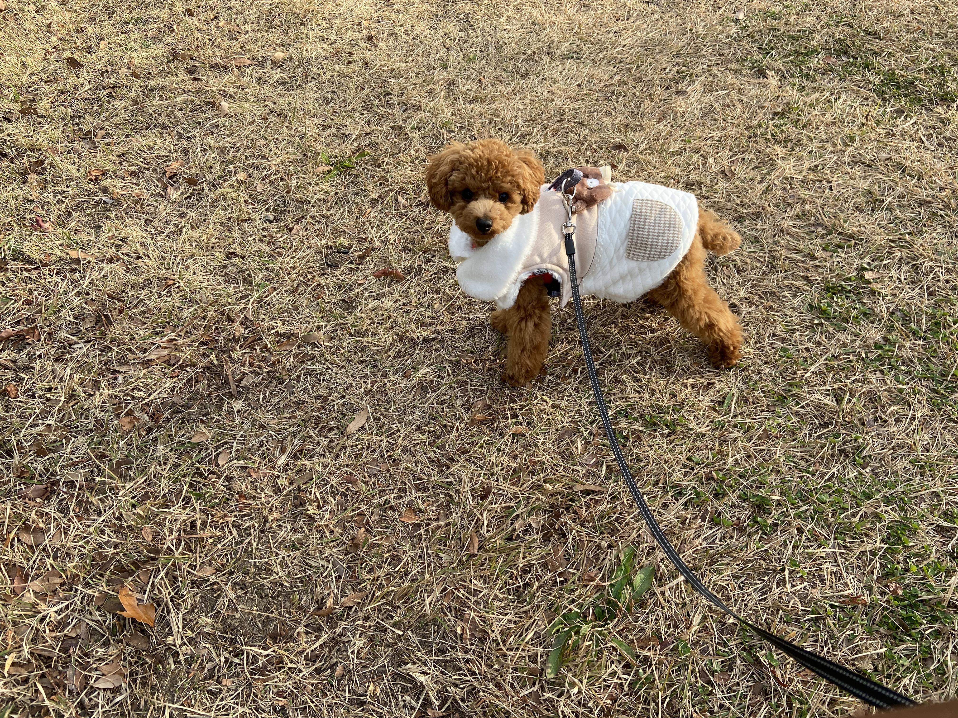 わんにゃんサイトの犬の写真