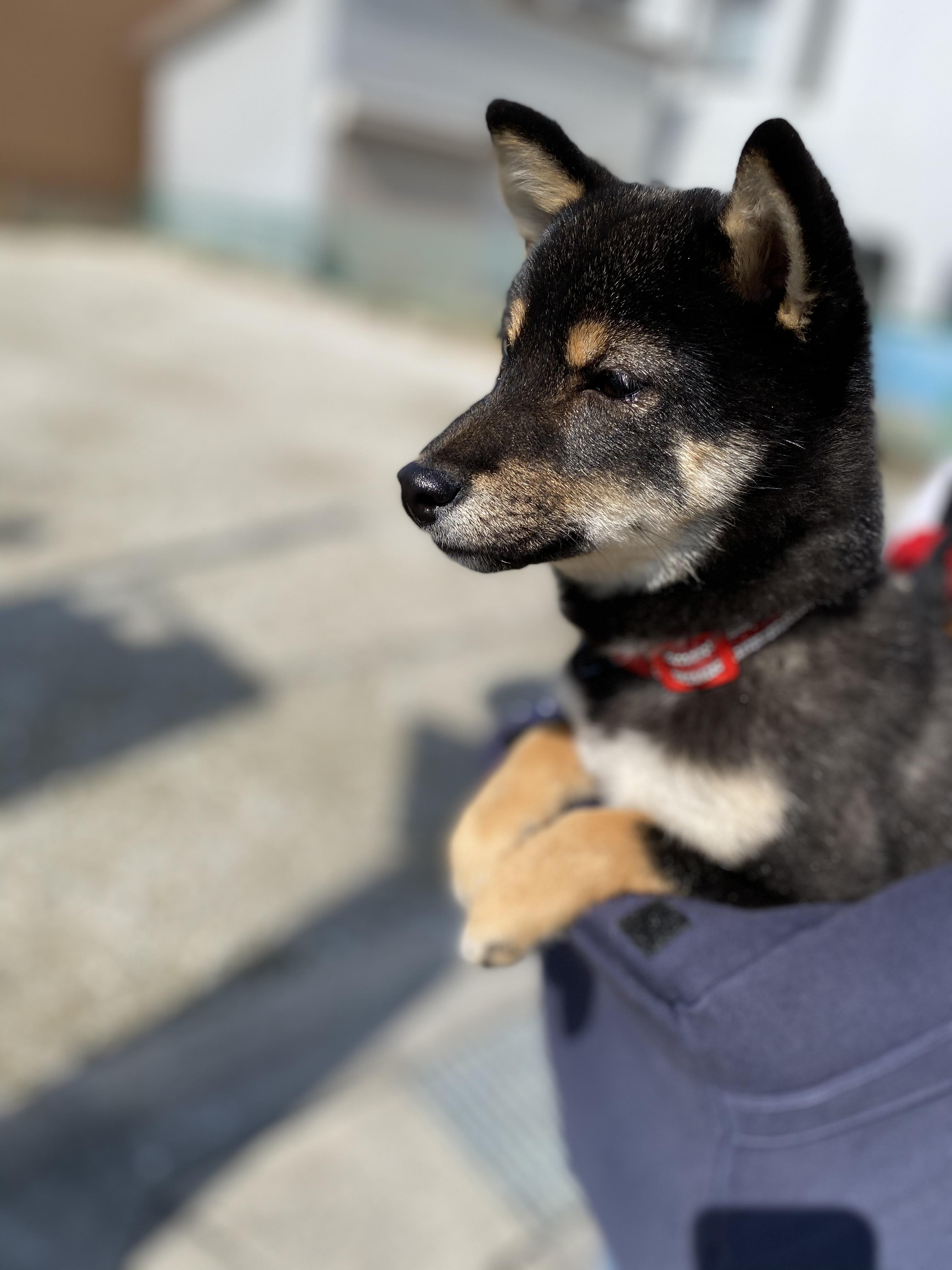 わんにゃんサイトの犬の写真