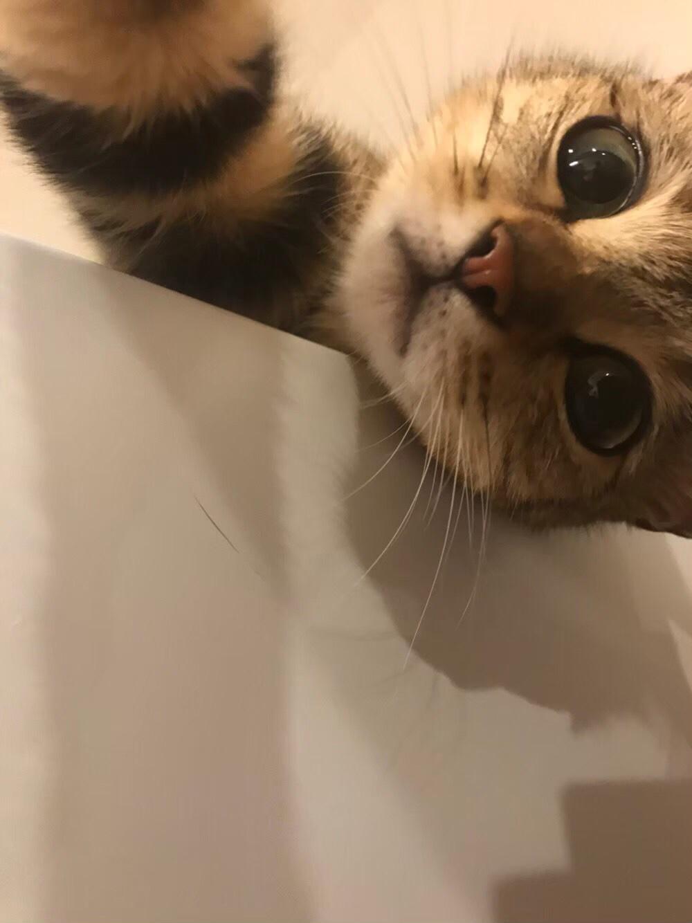 わんにゃんサイトの猫の写真