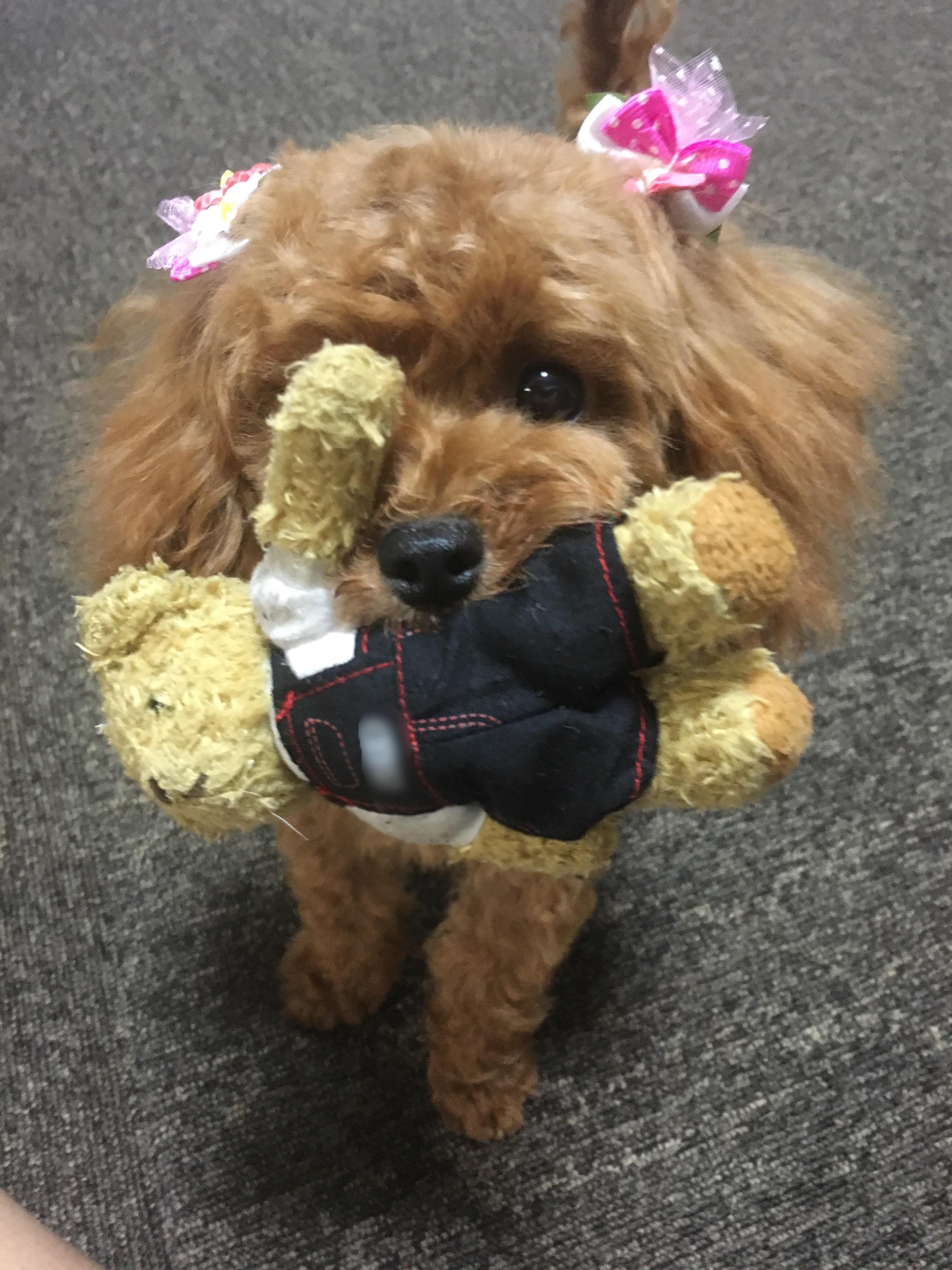 わんにゃんサイトの犬の写真