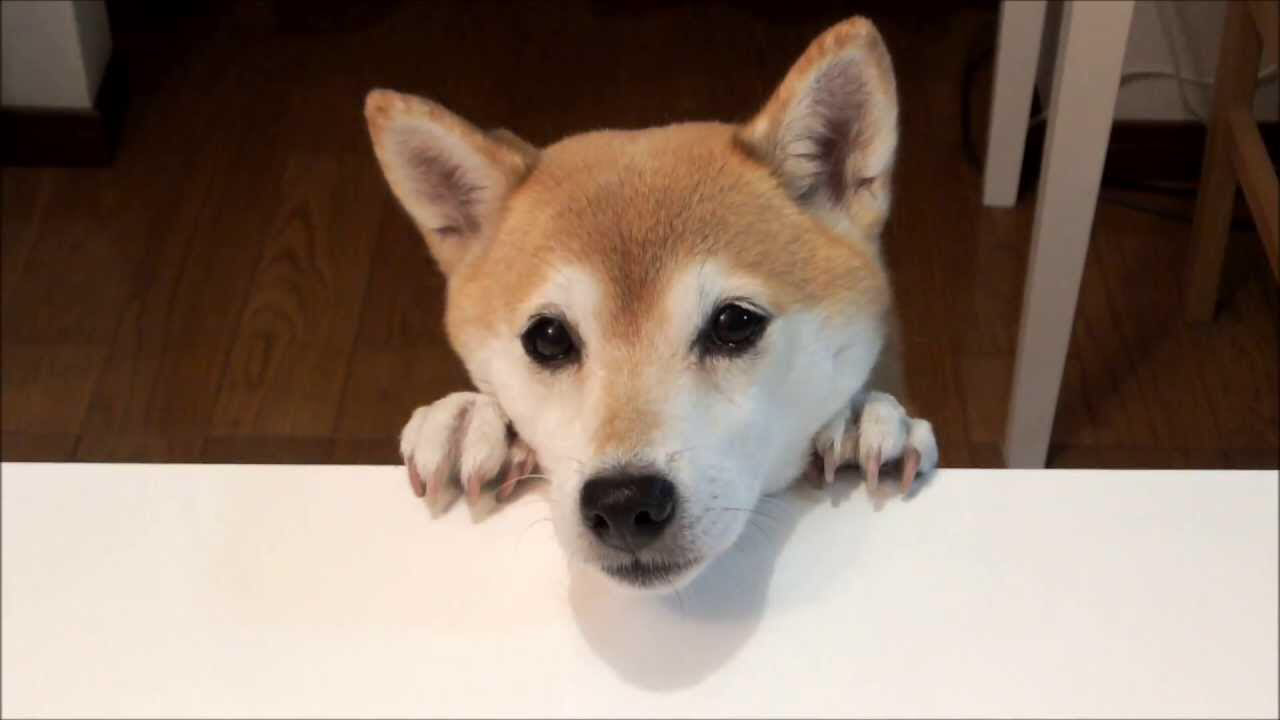 わんにゃんサイトの犬の写真