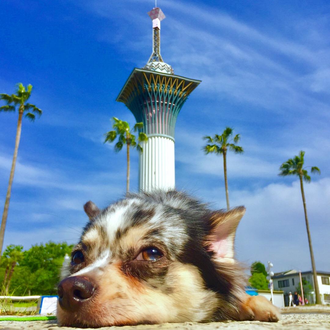 わんにゃんサイトの犬の写真