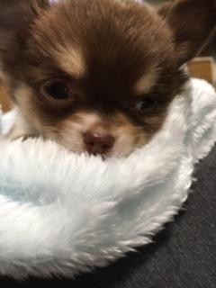 わんにゃんサイトの犬の写真