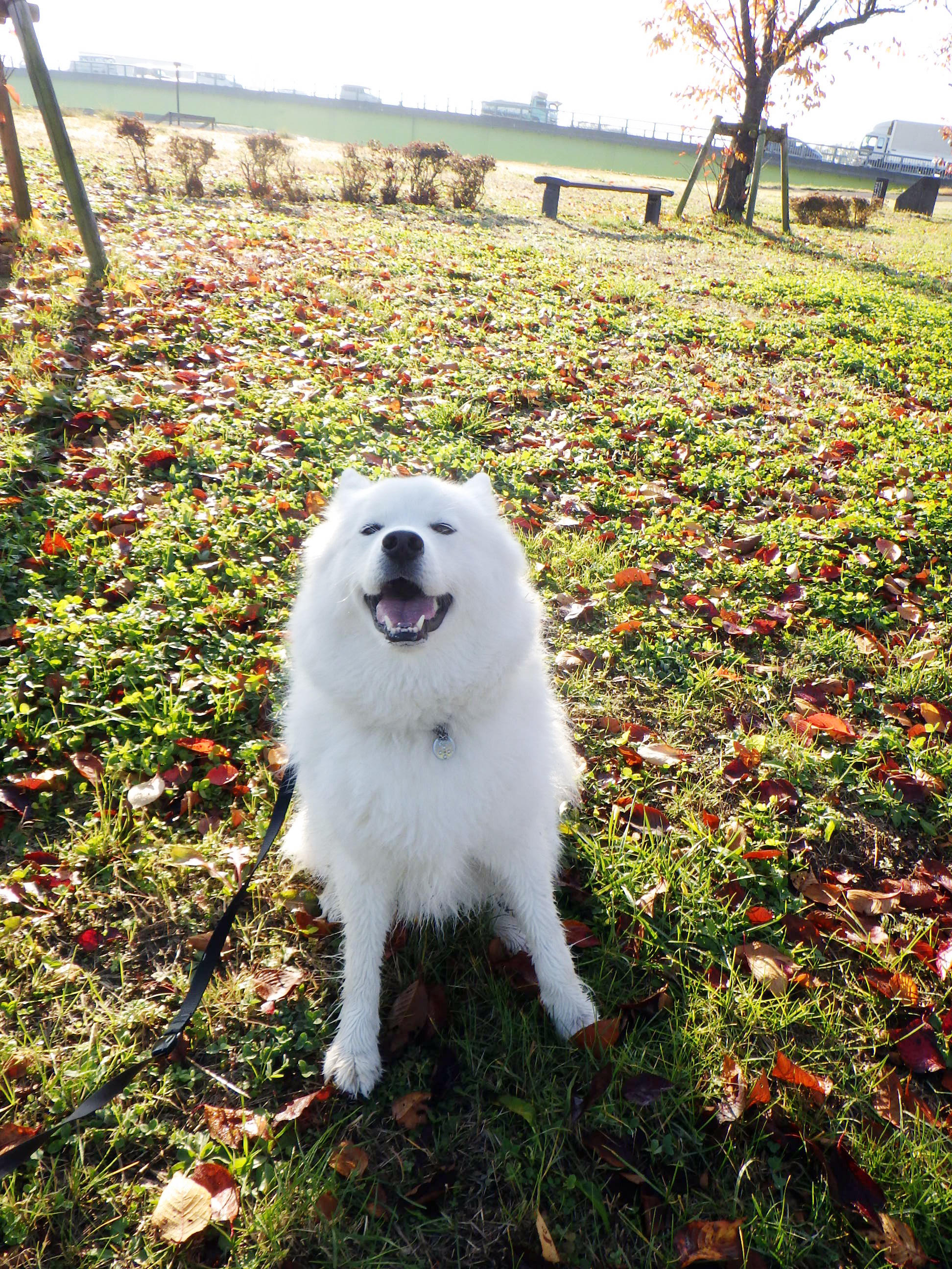 わんにゃんサイトの犬の写真
