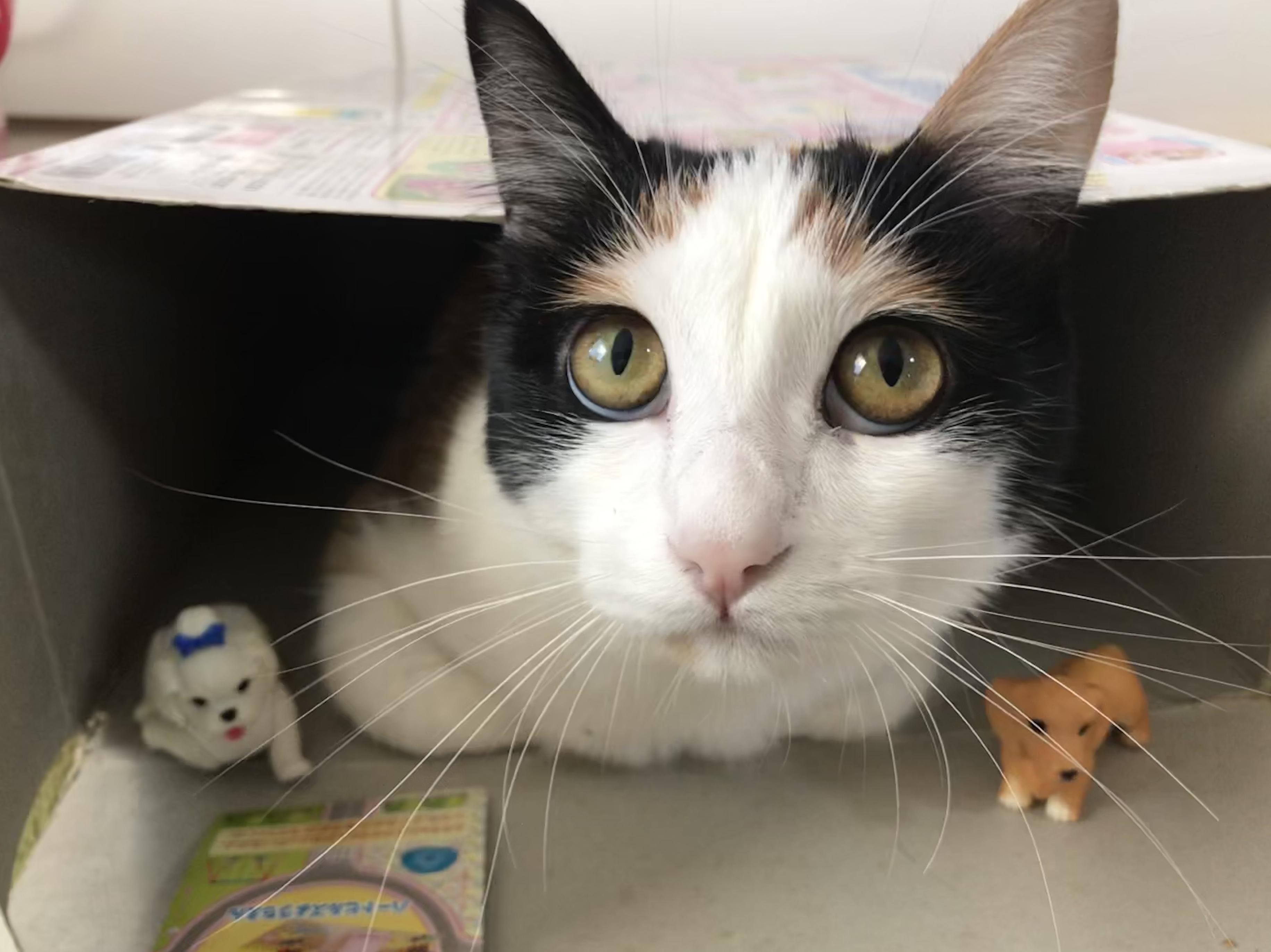 わんにゃんサイトの猫の写真