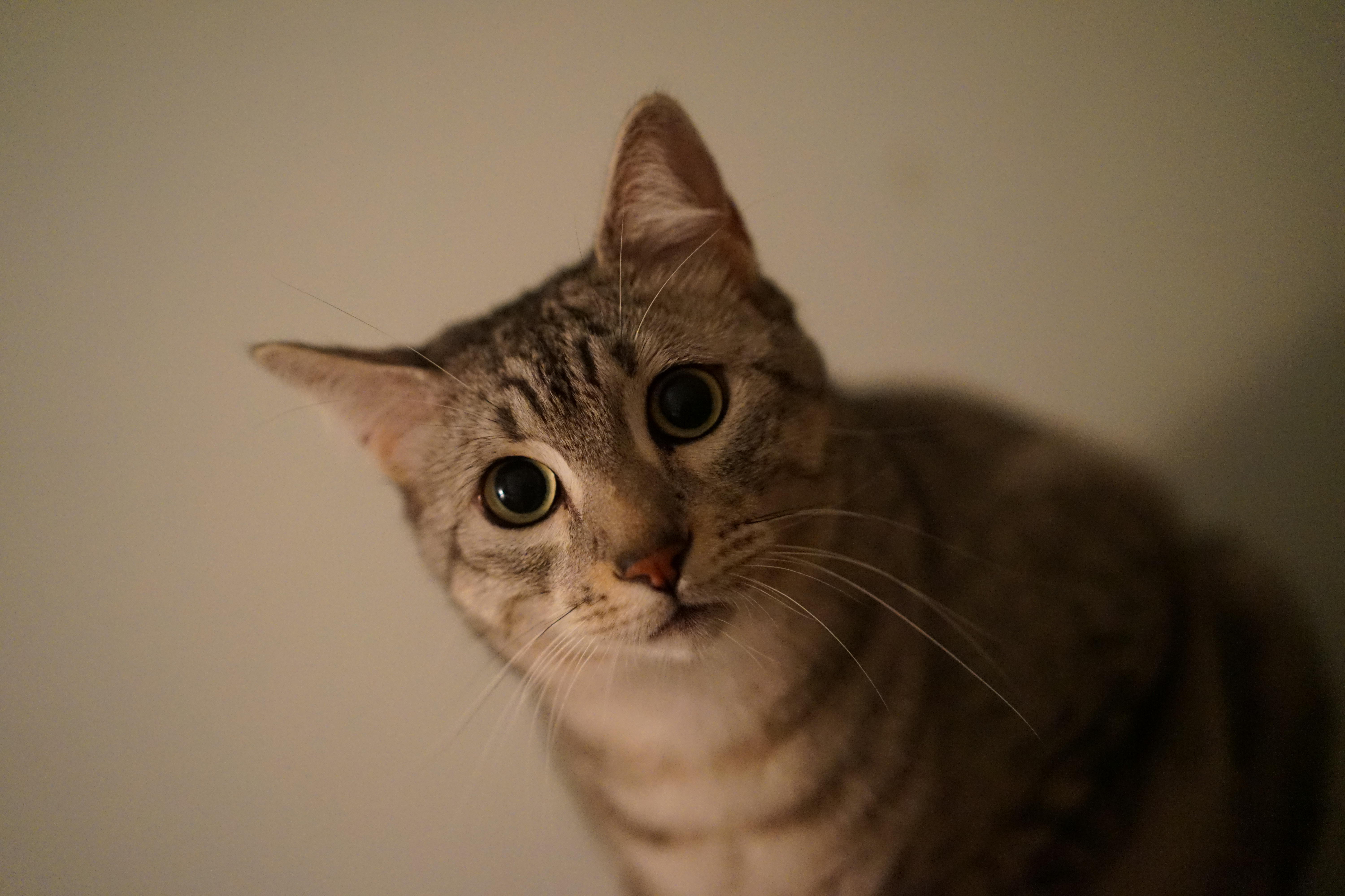 わんにゃんサイトの猫の写真