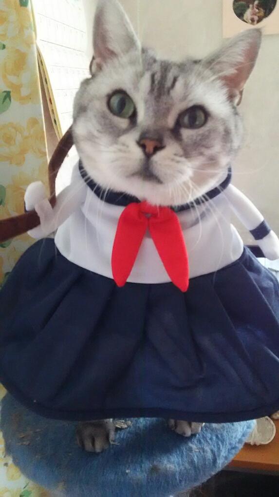 わんにゃんサイトの猫の写真