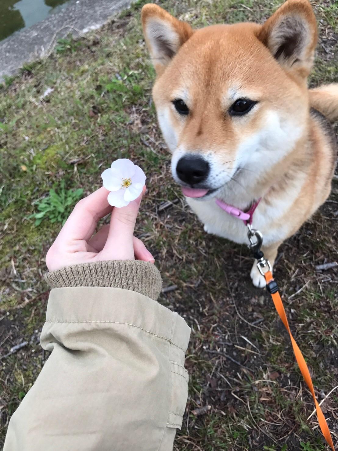 わんにゃんサイトの犬の写真