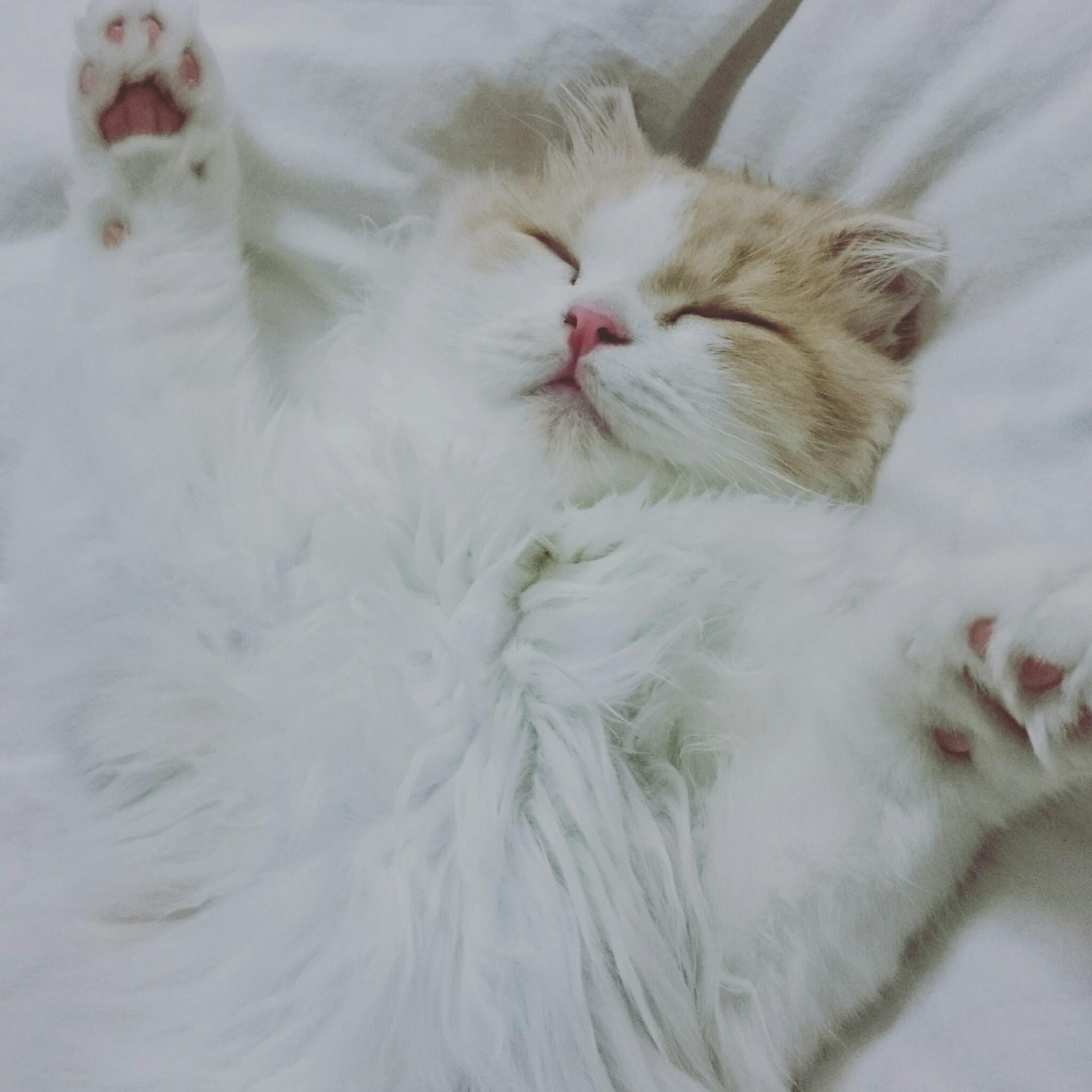 わんにゃんサイトの猫の写真