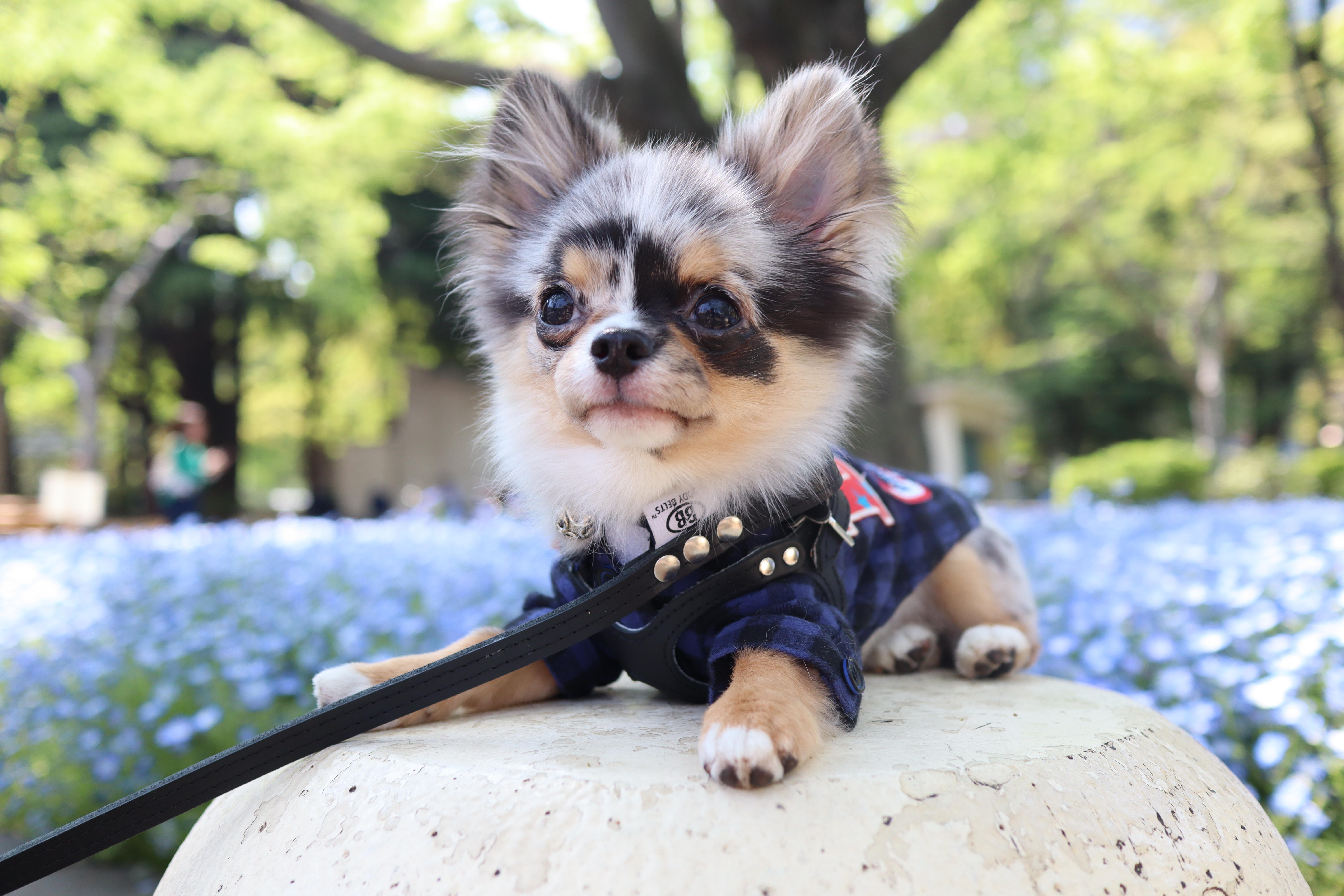 わんにゃんサイトの犬の写真