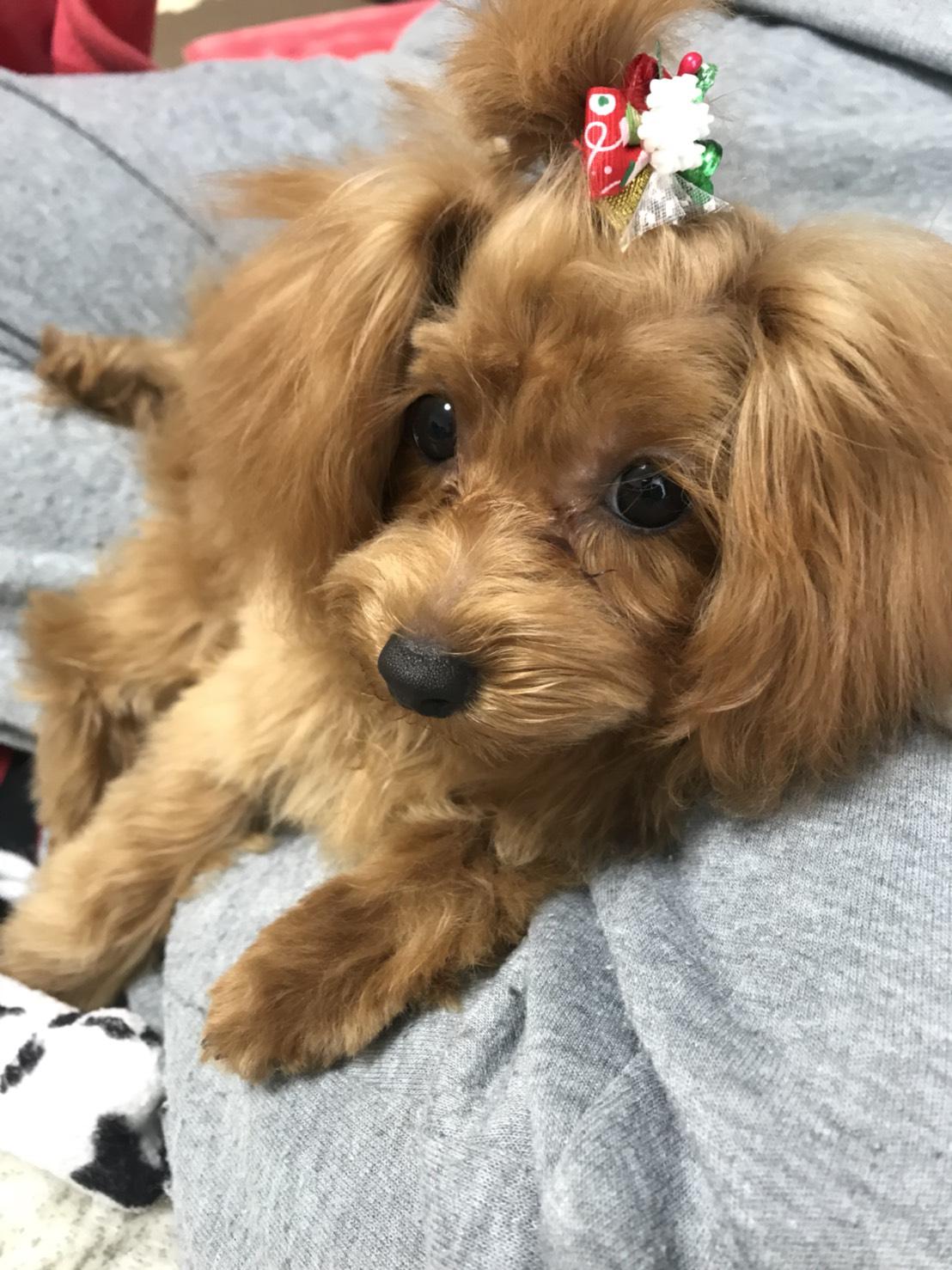 わんにゃんサイトの犬の写真