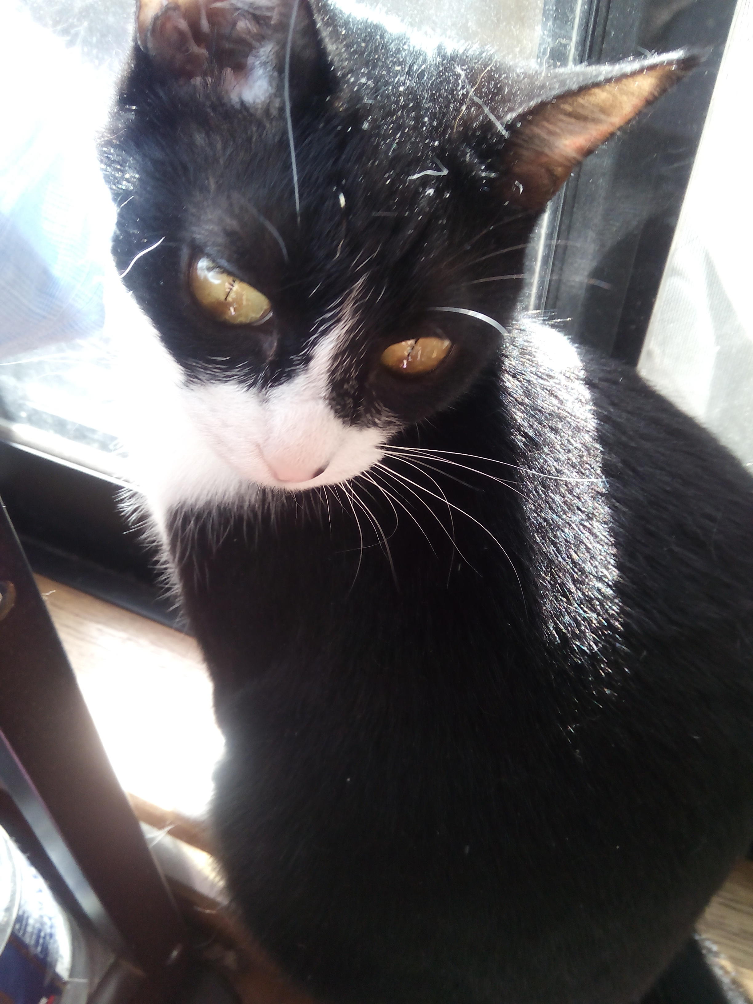 わんにゃんサイトの猫の写真