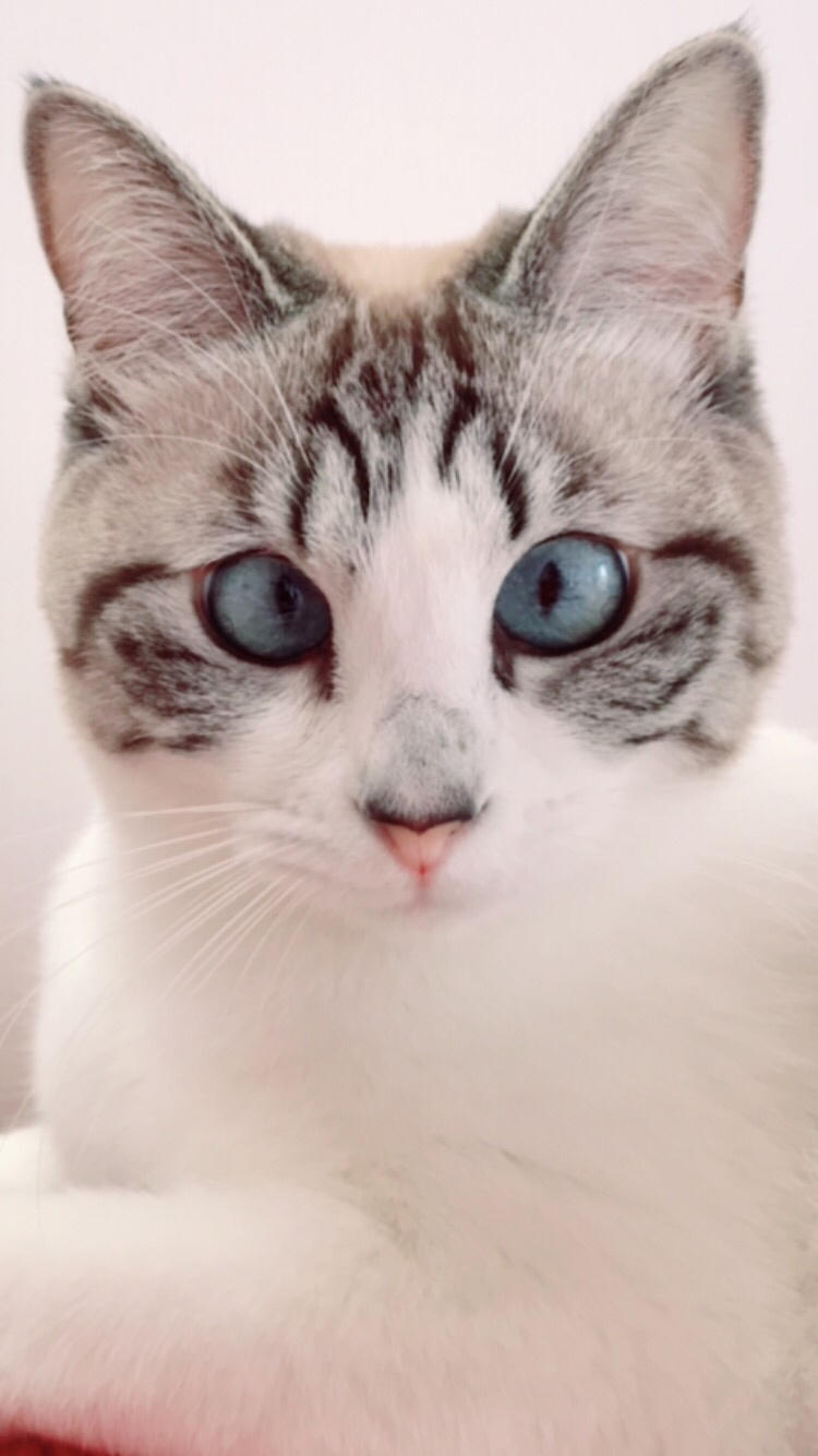 わんにゃんサイトの猫の写真