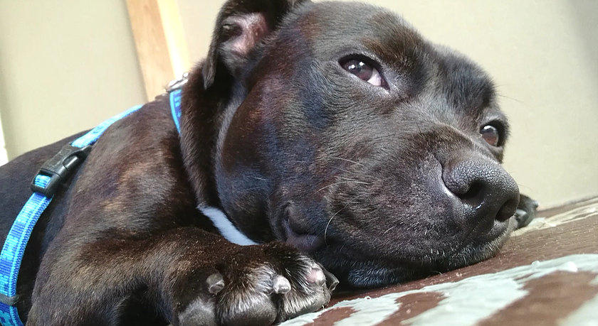 わんにゃんサイトの犬の写真