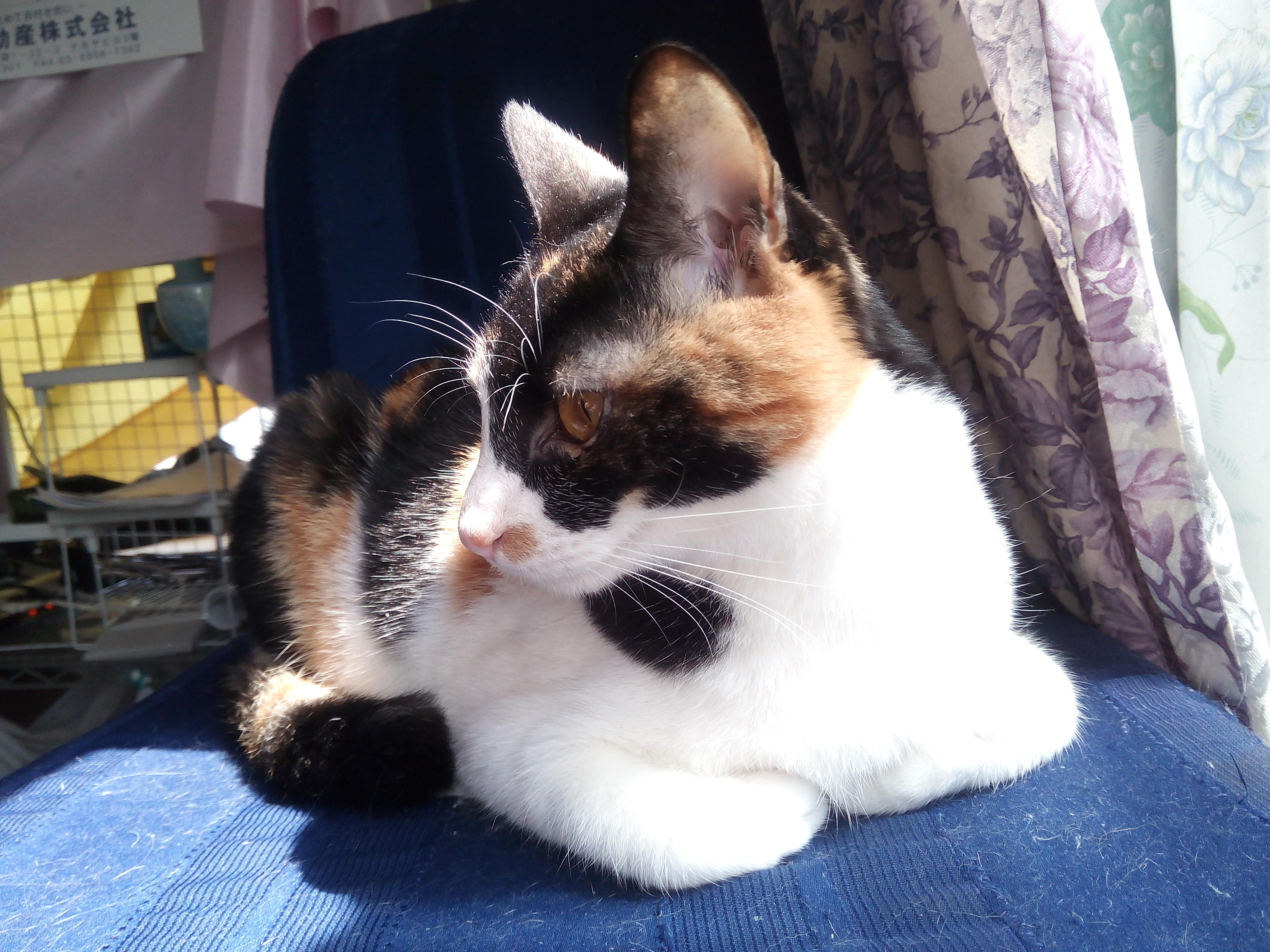 わんにゃんサイトの猫の写真