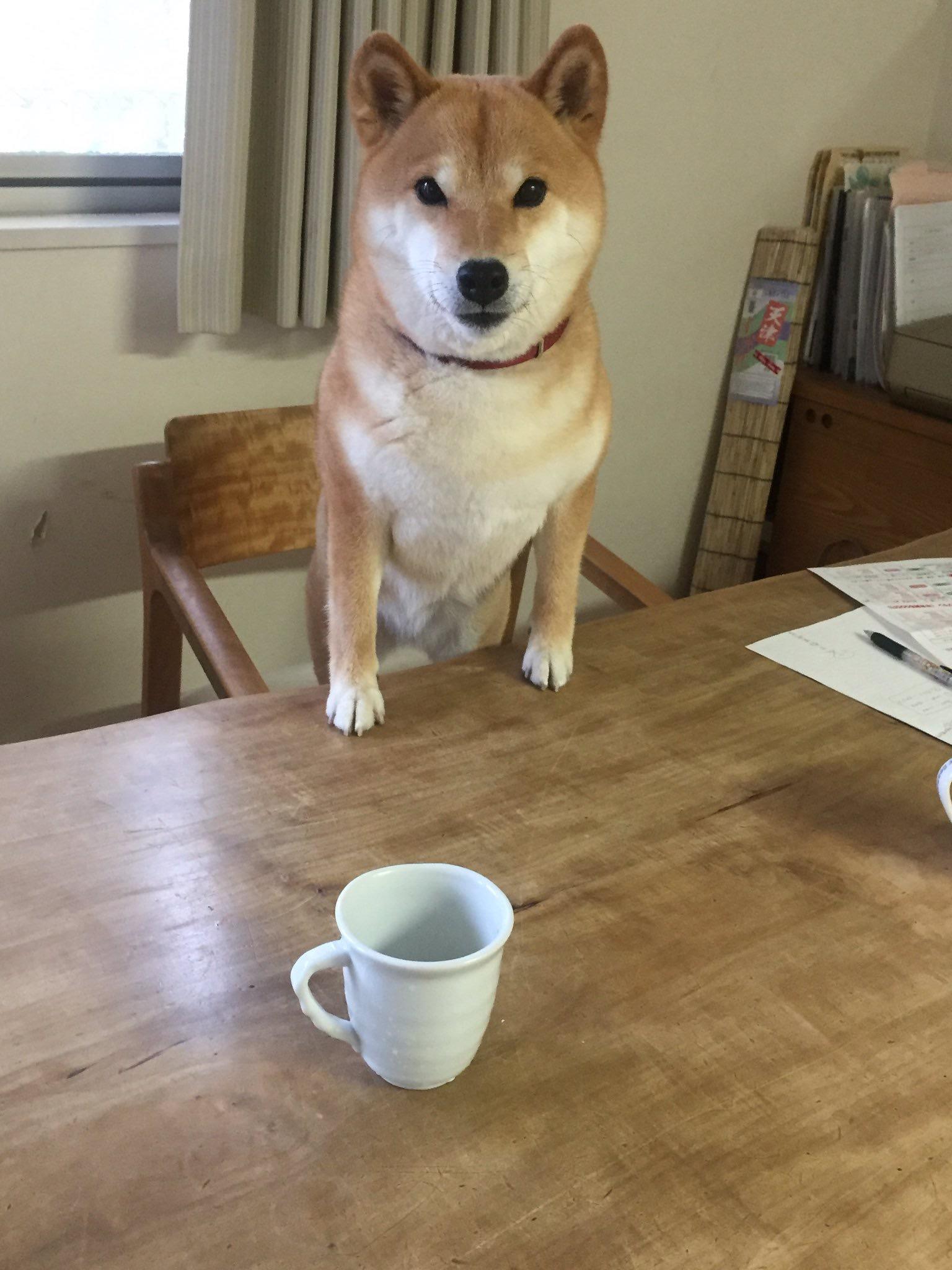 わんにゃんサイトの犬の写真