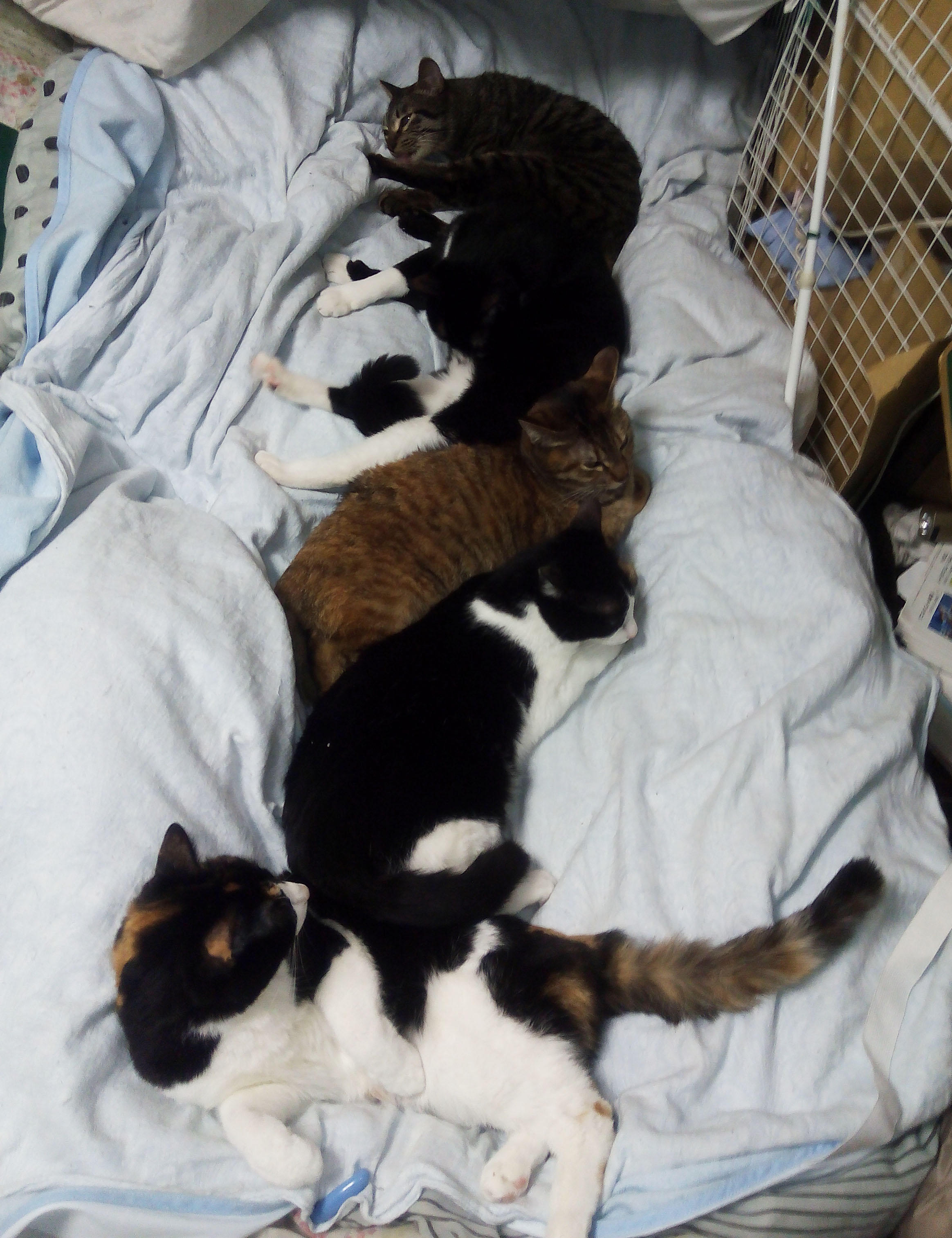 わんにゃんサイトの猫の写真