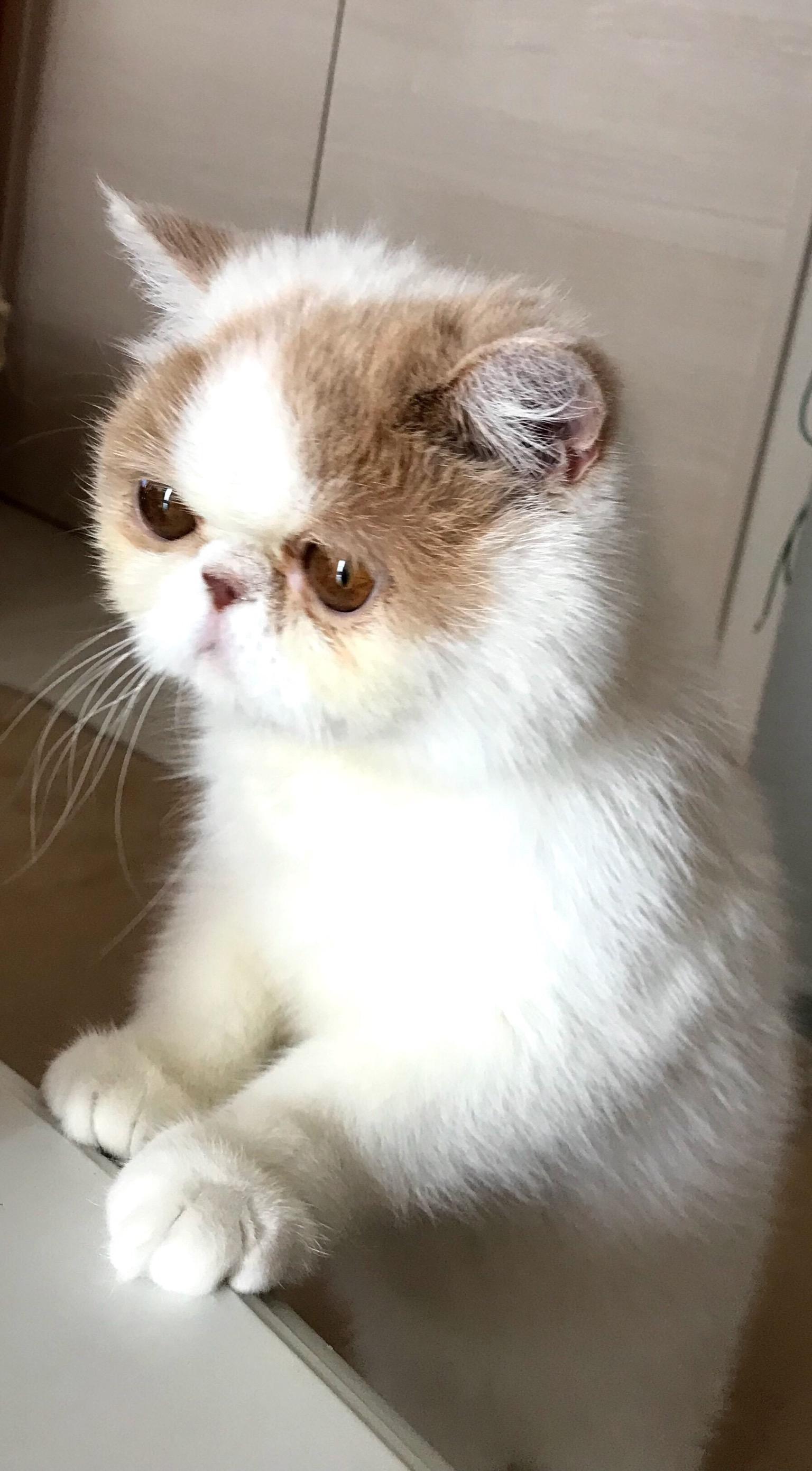 わんにゃんサイトの猫の写真