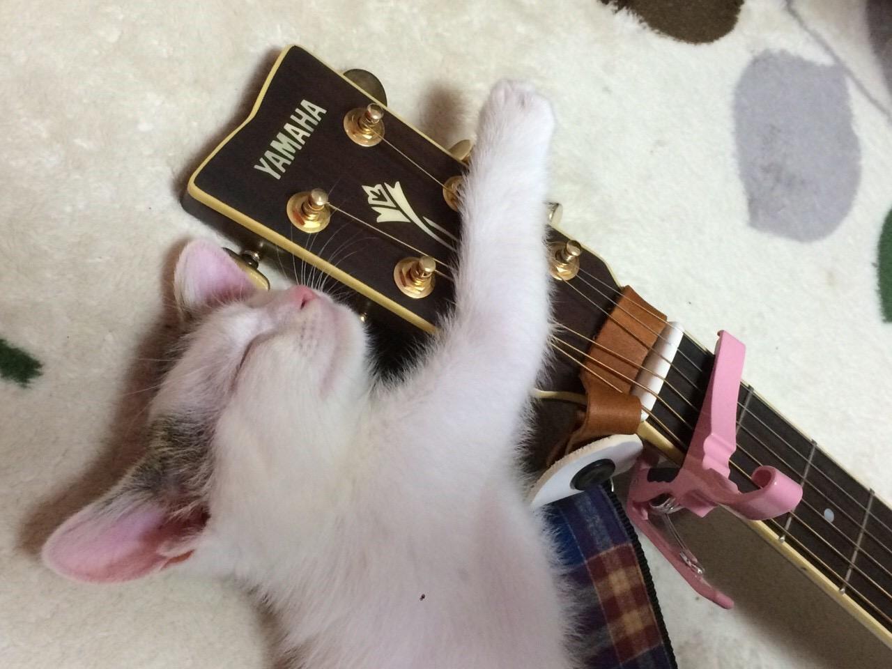 わんにゃんサイトの猫の写真