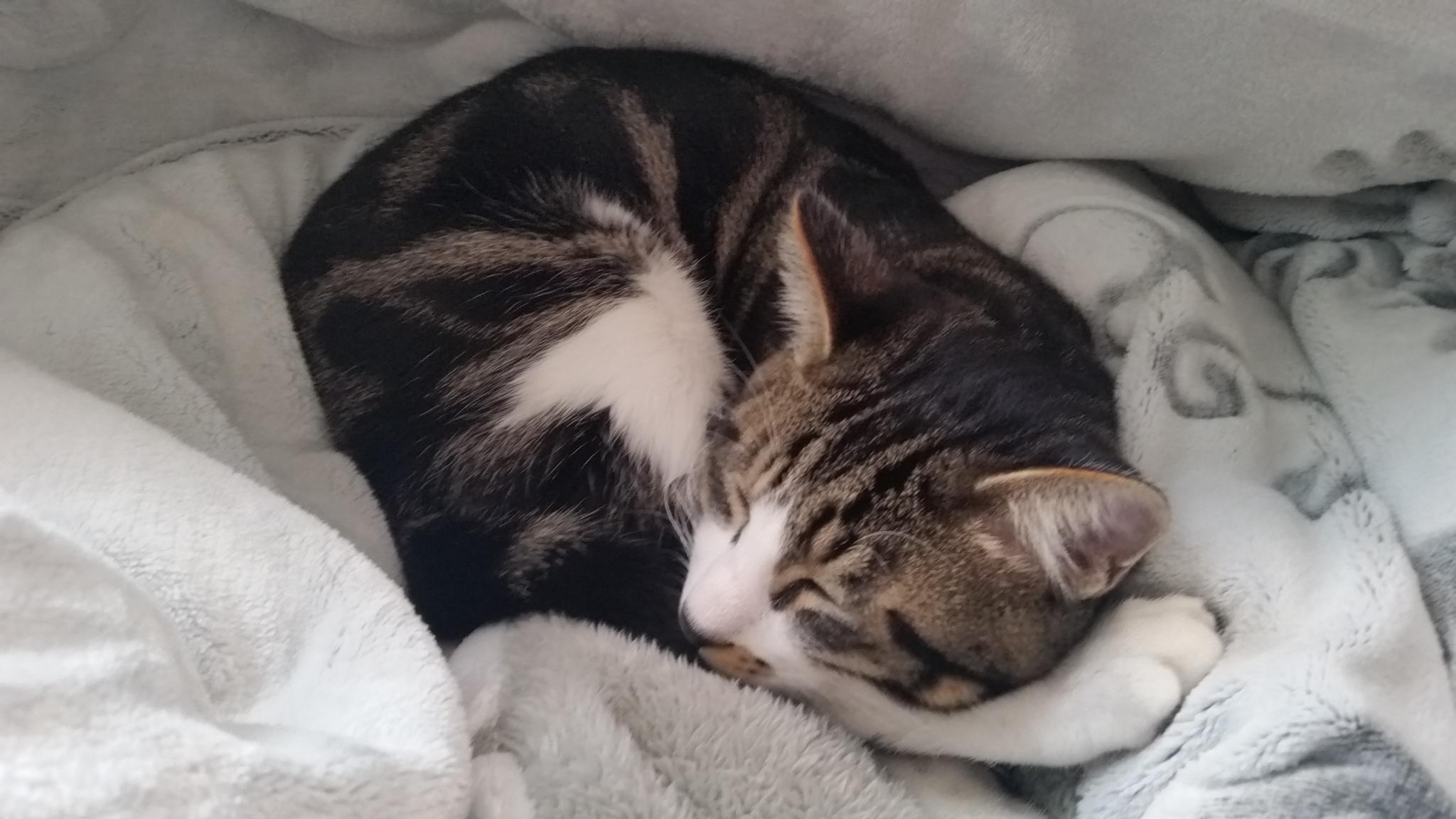 わんにゃんサイトの猫の写真