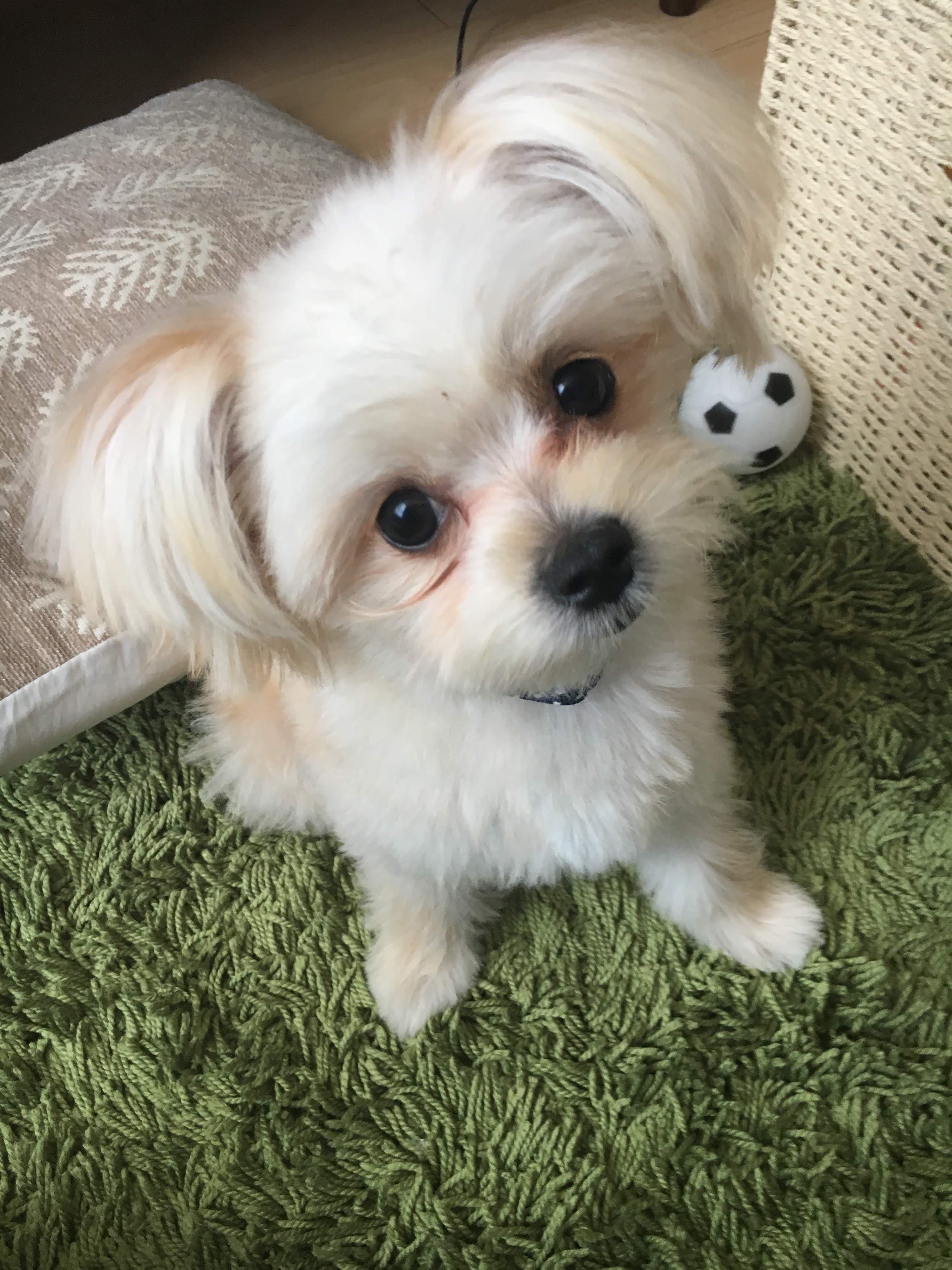 わんにゃんサイトの犬の写真