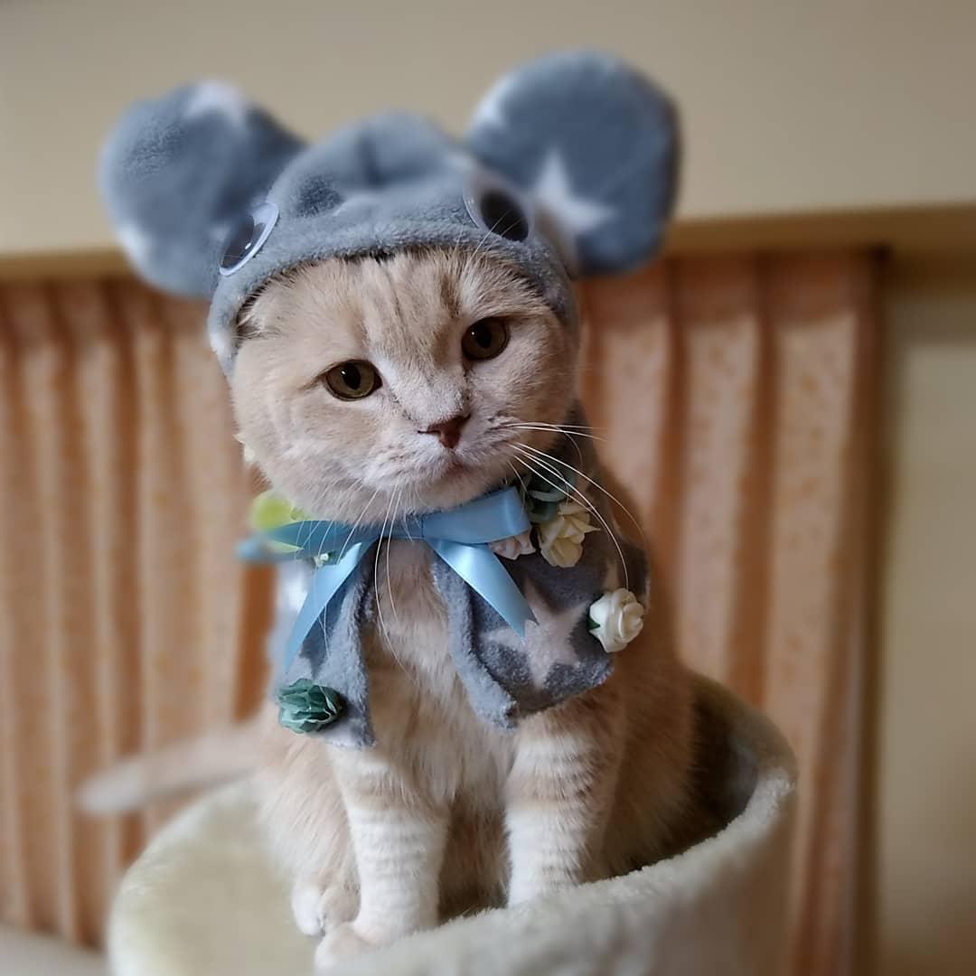 わんにゃんサイトの猫の写真