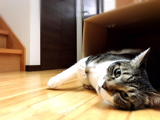 わんにゃんサイトの猫の写真