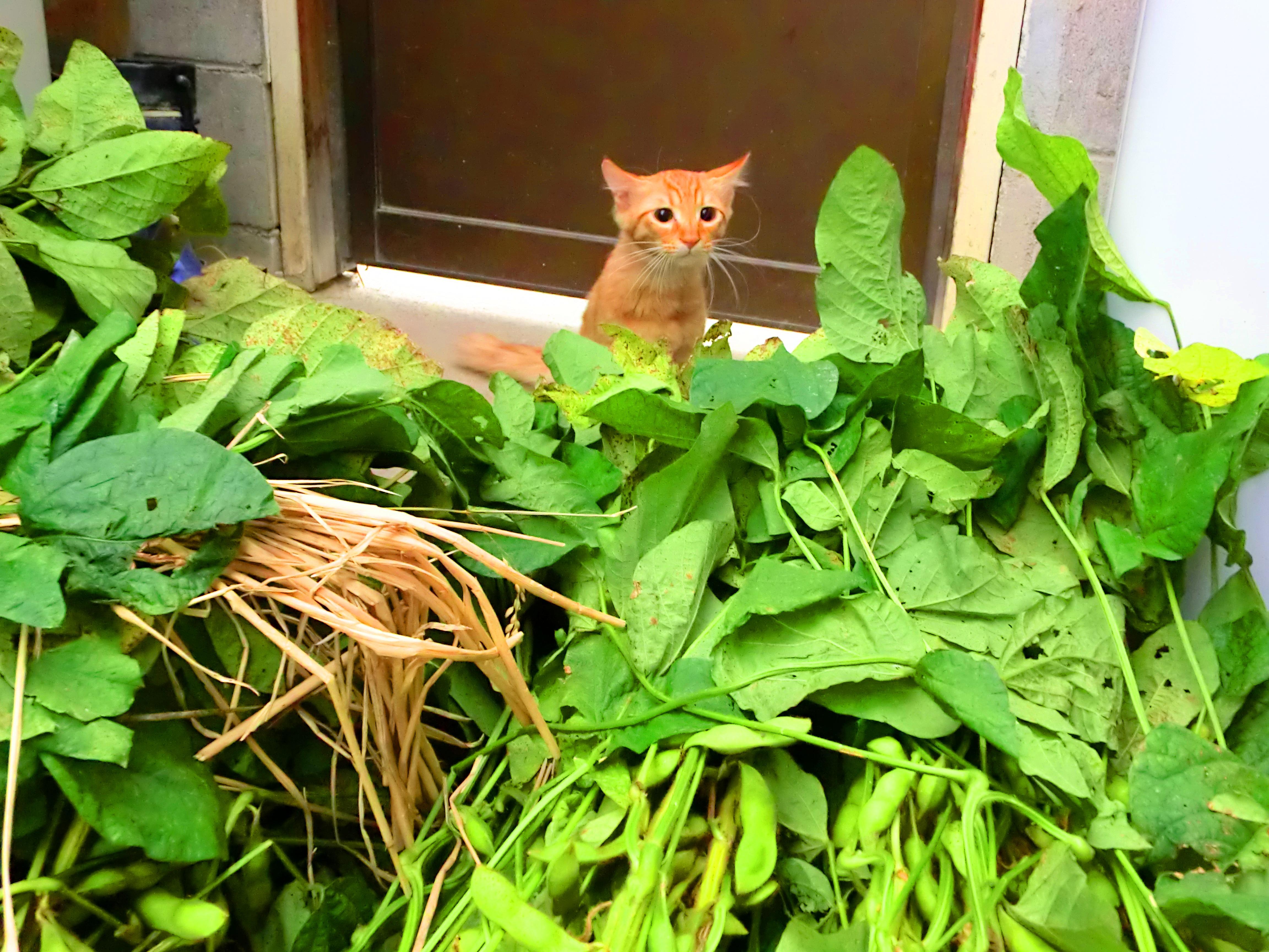 わんにゃんサイトの猫の写真