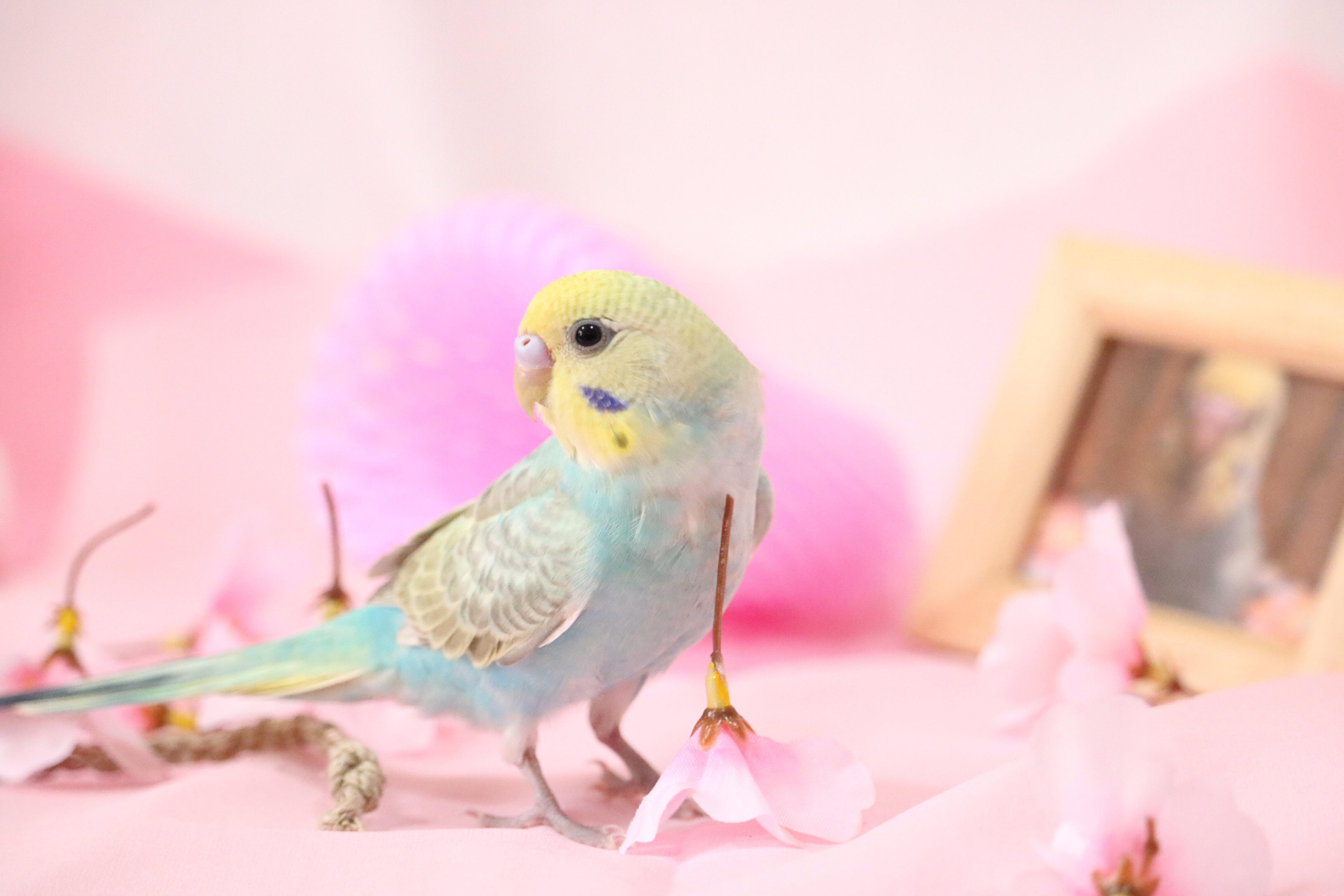 わんにゃんサイトのその他の写真