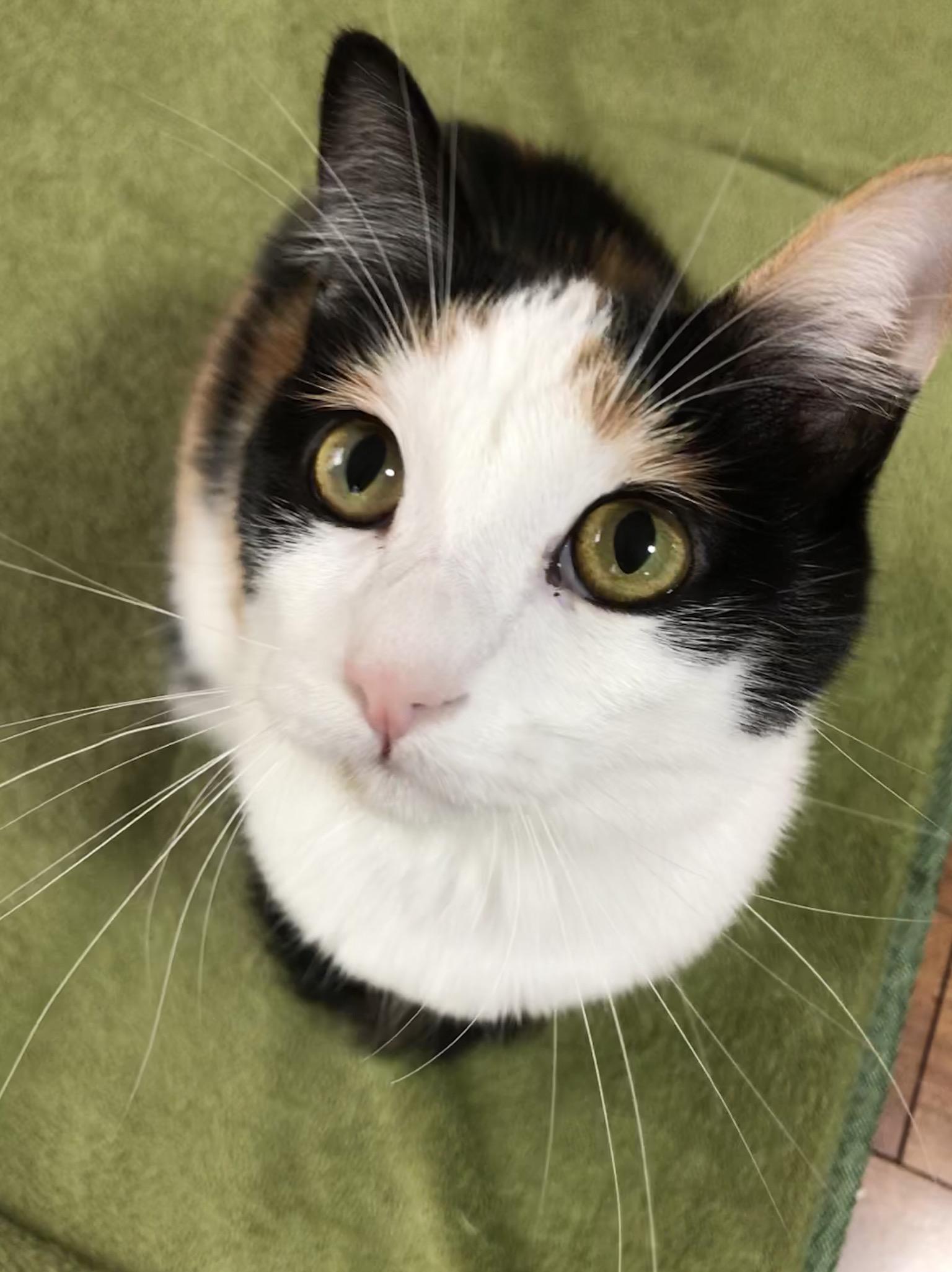 わんにゃんサイトの猫の写真