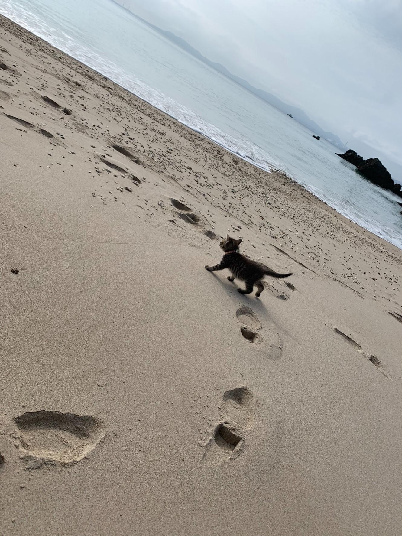 わんにゃんサイトの猫の写真